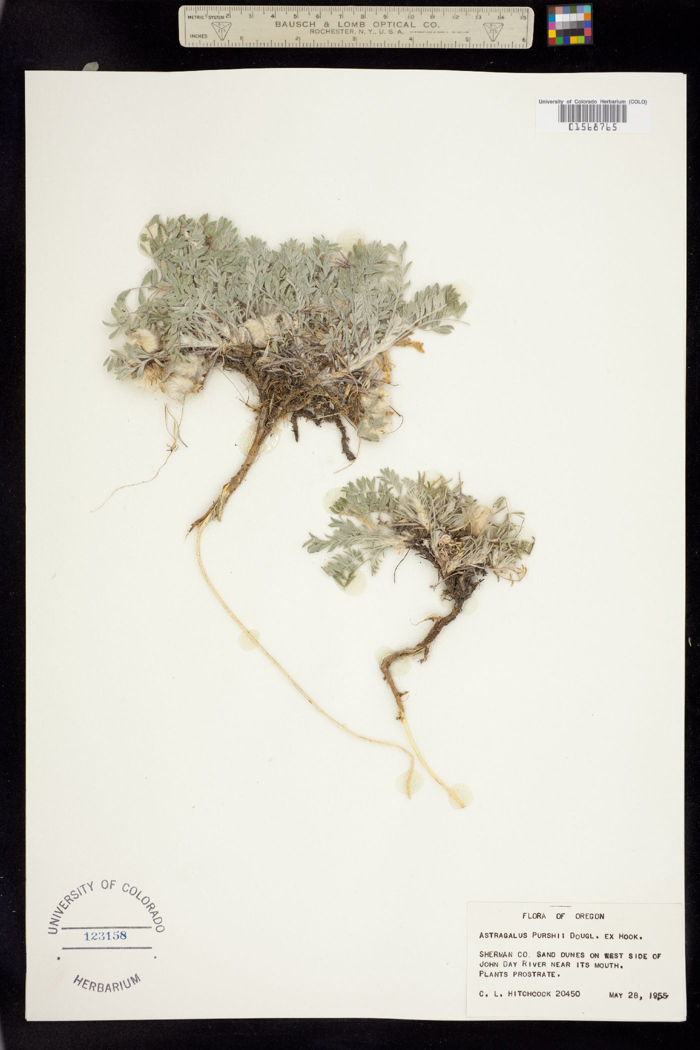 Astragalus purshii image