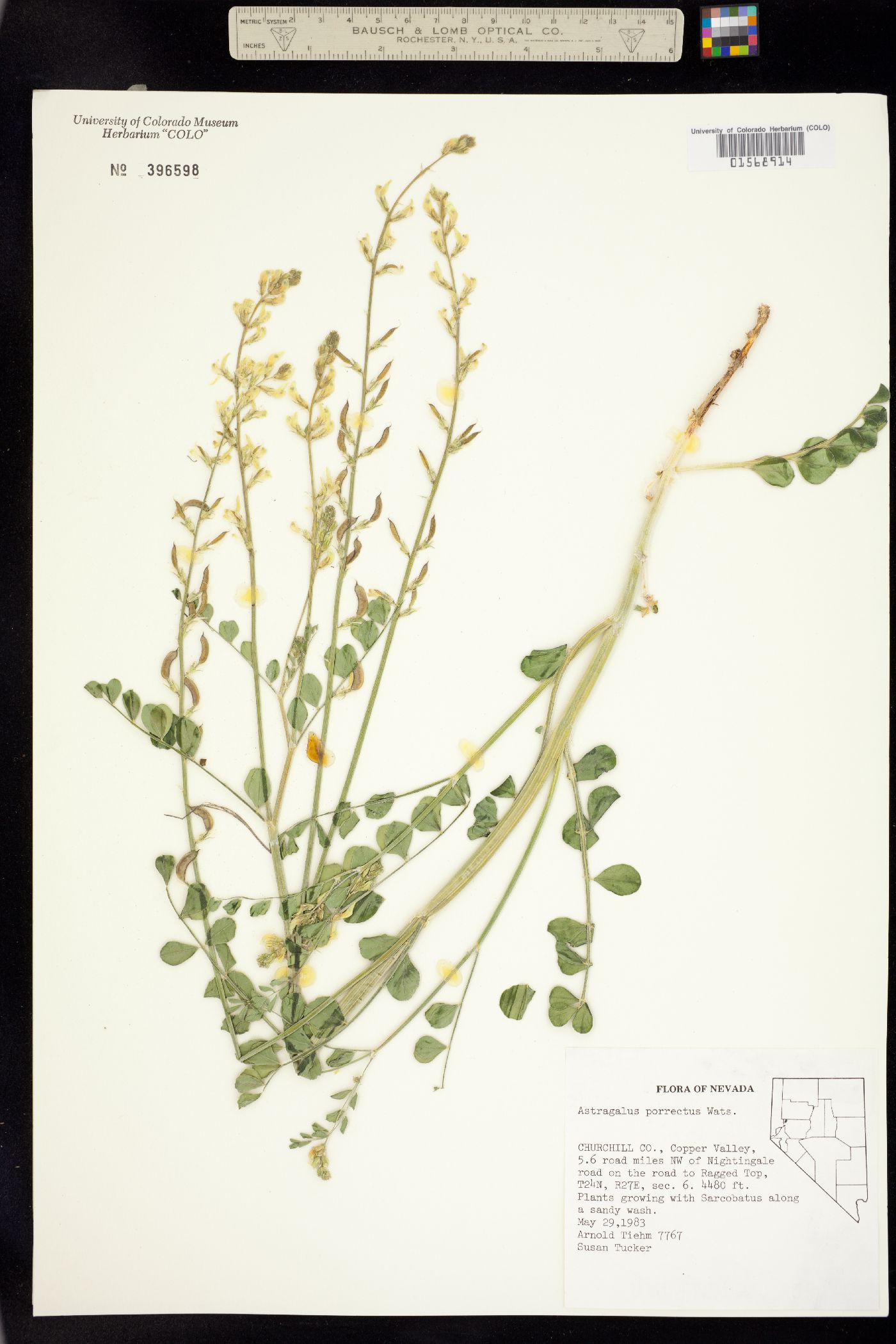 Astragalus porrectus image