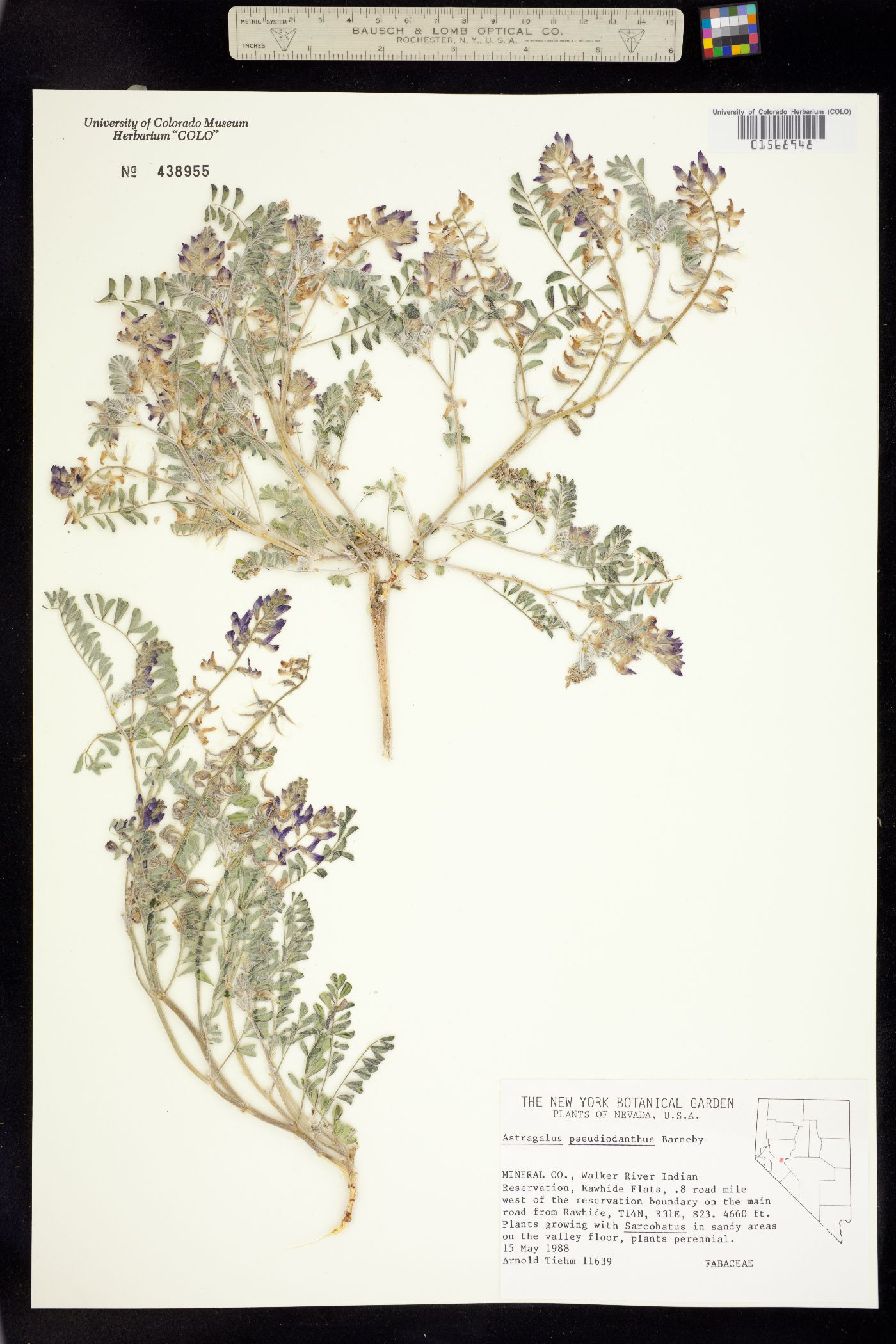 Astragalus pseudiodanthus image