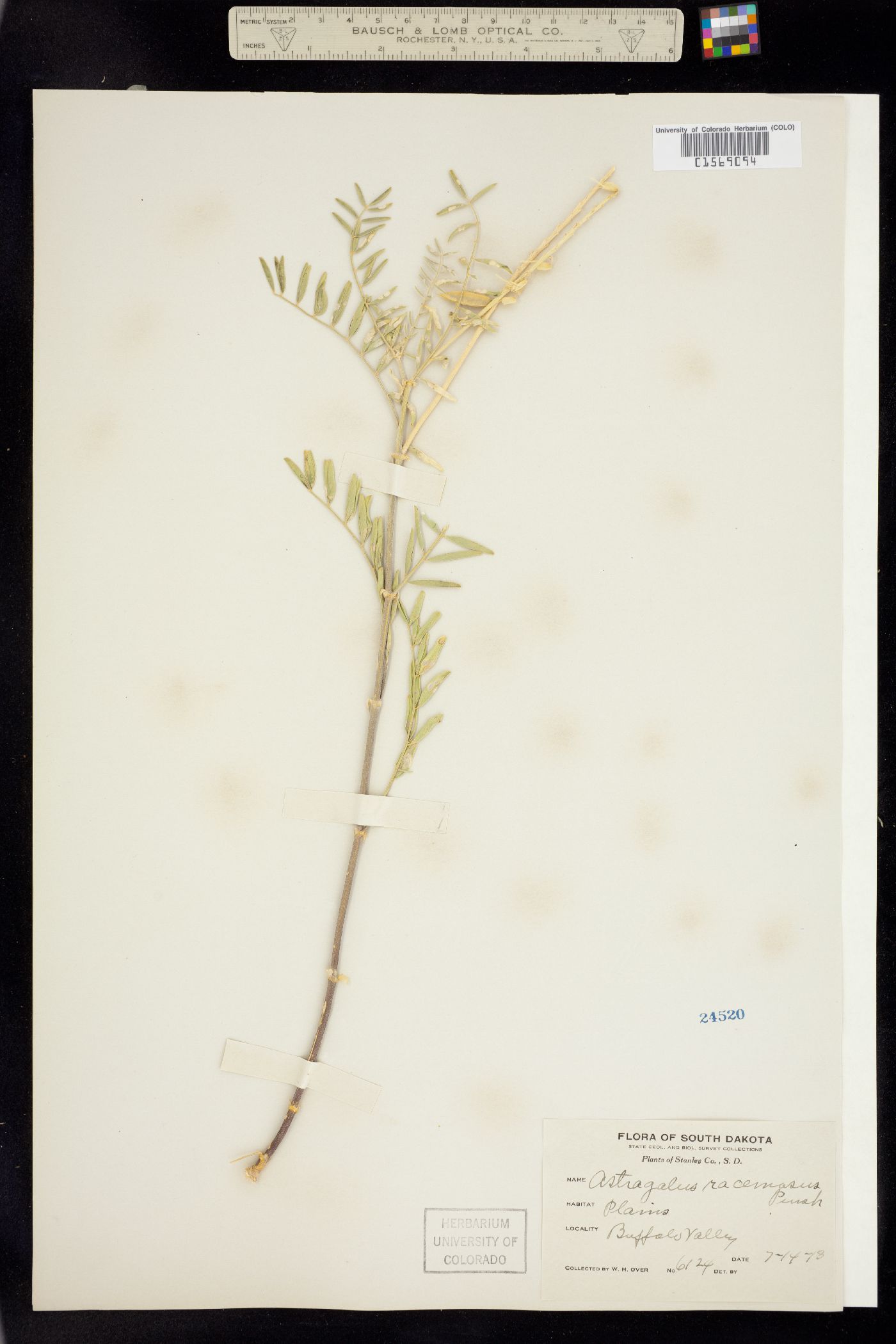 Astragalus racemosus image