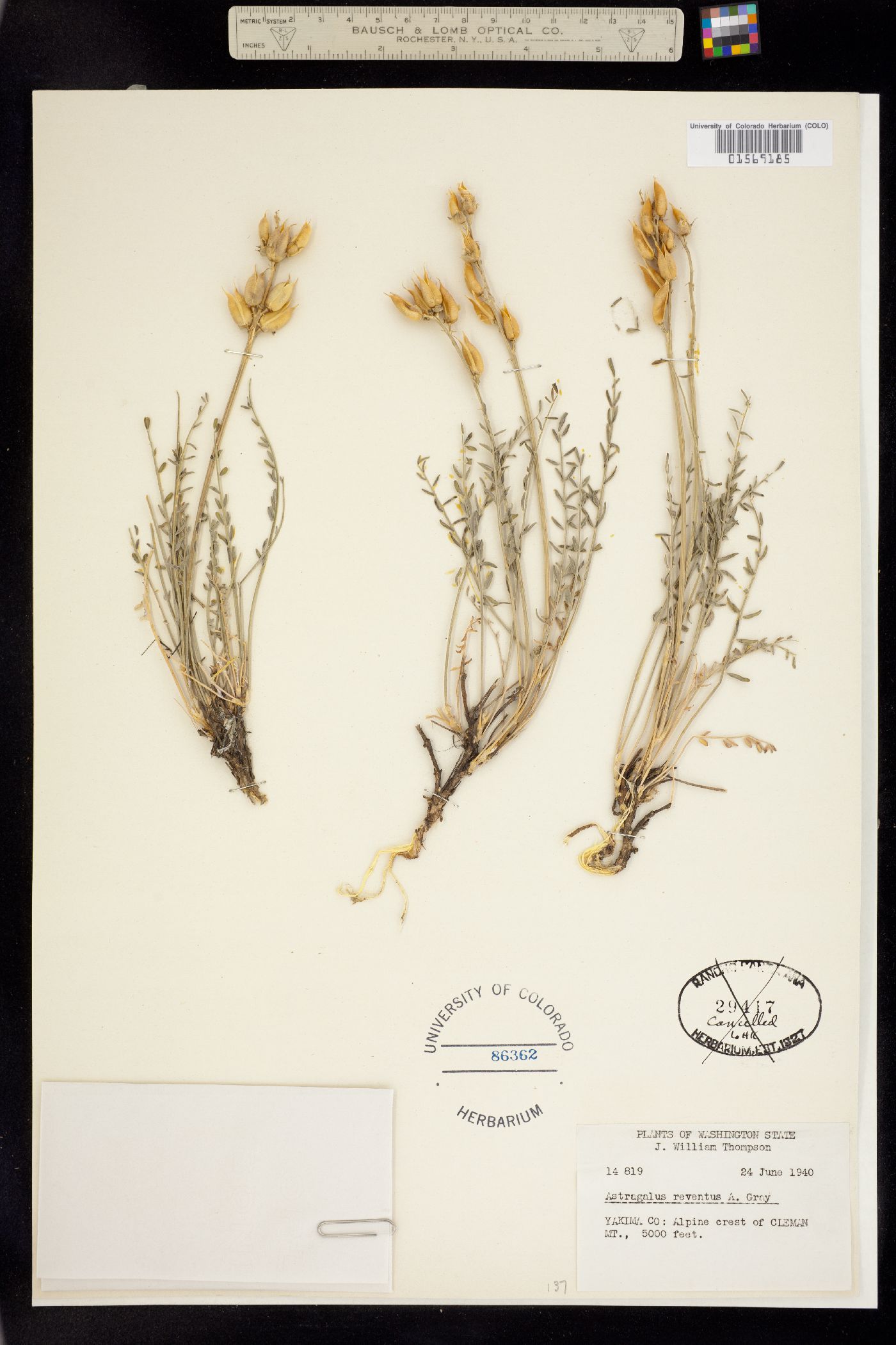 Astragalus reventus image