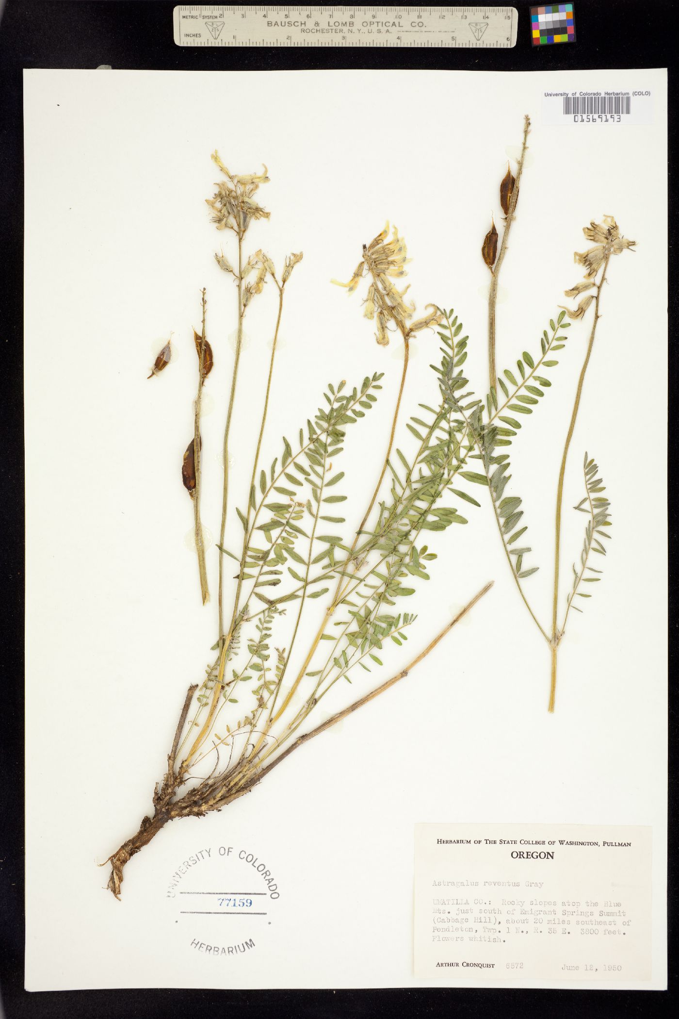 Astragalus reventus image