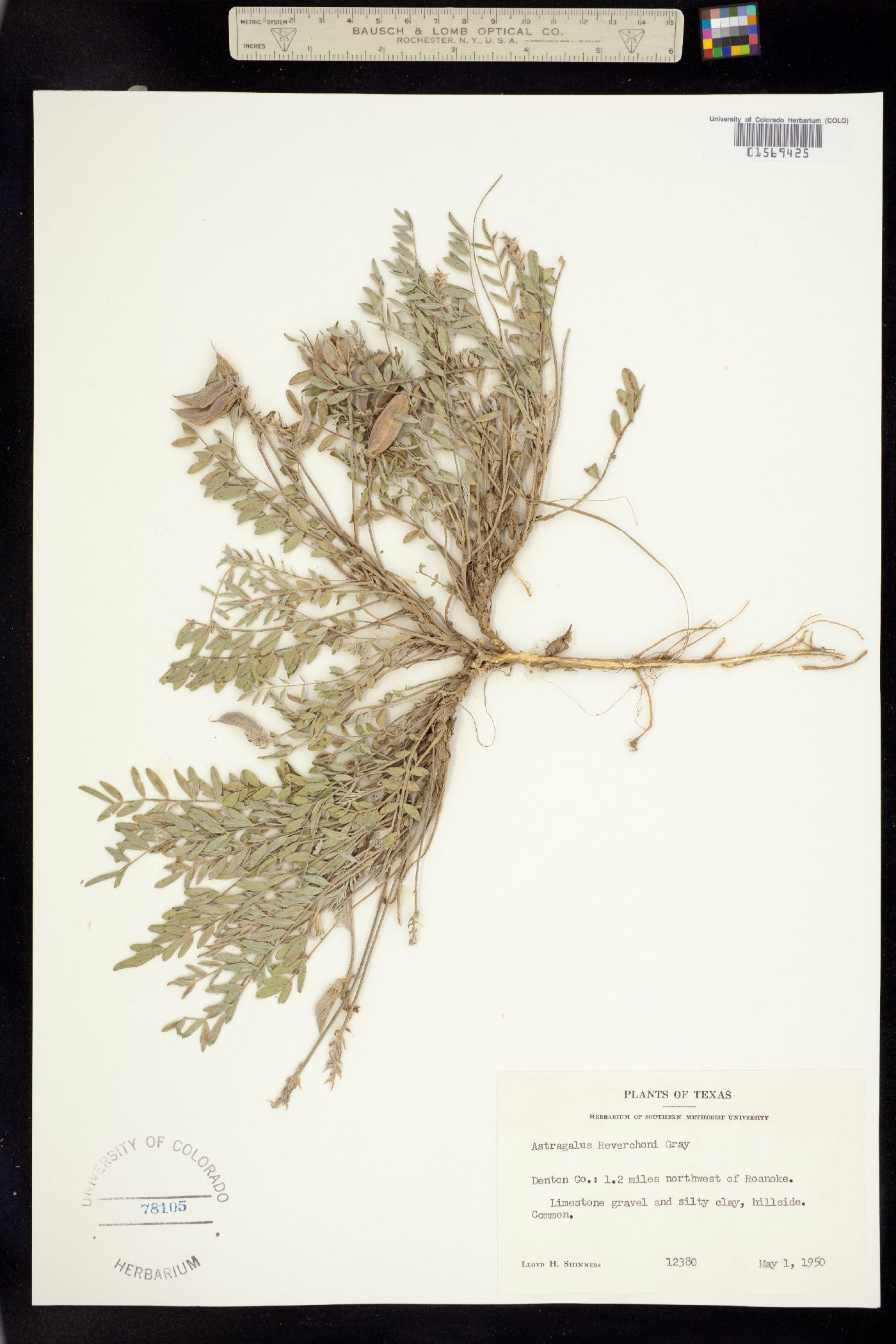 Astragalus lotiflorus image