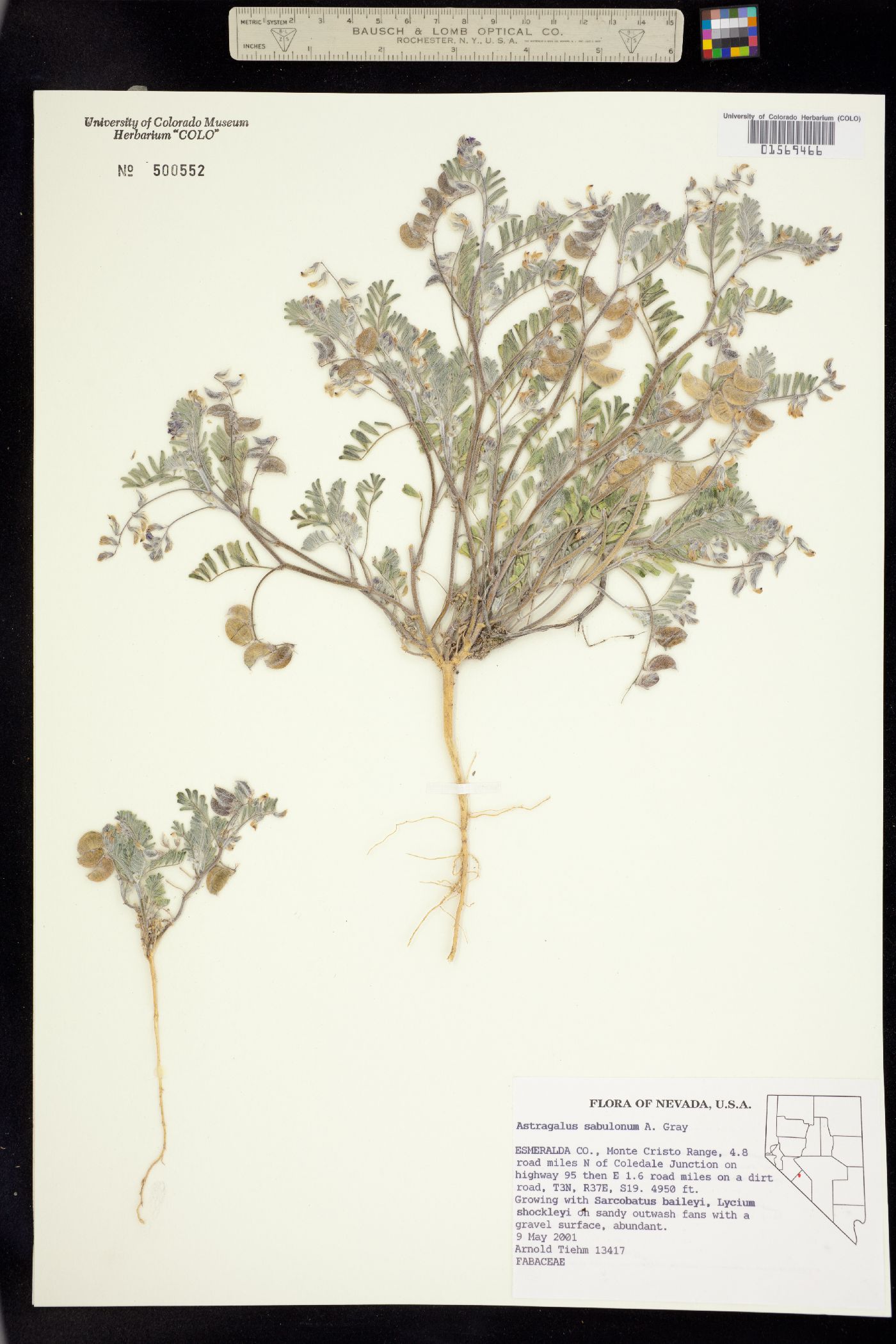 Astragalus sabulonum image