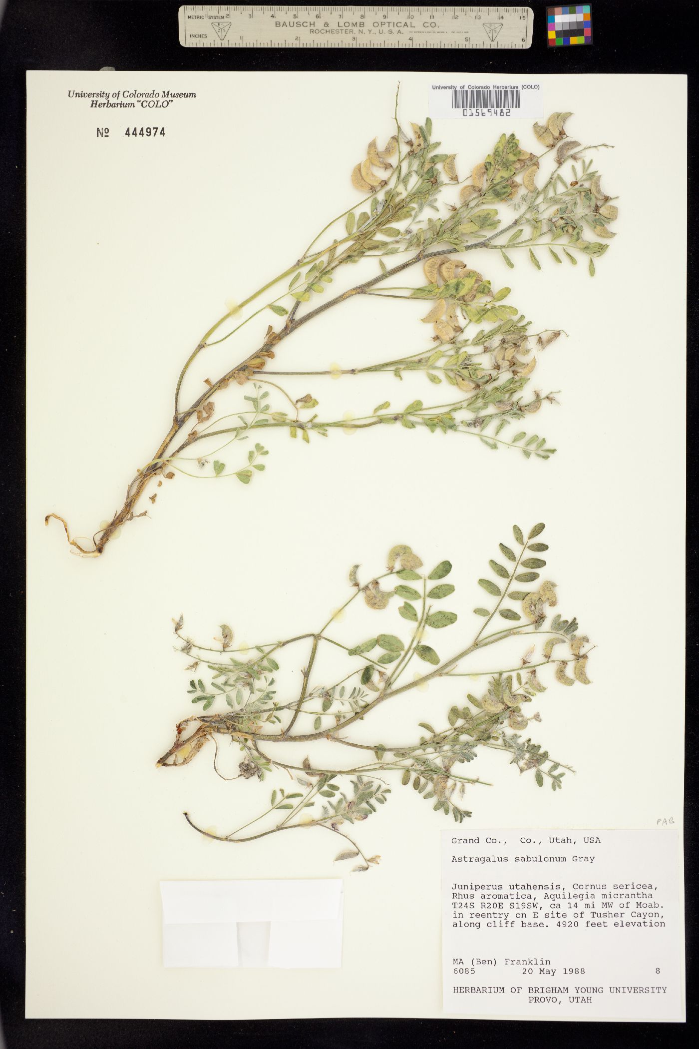 Astragalus sabulonum image