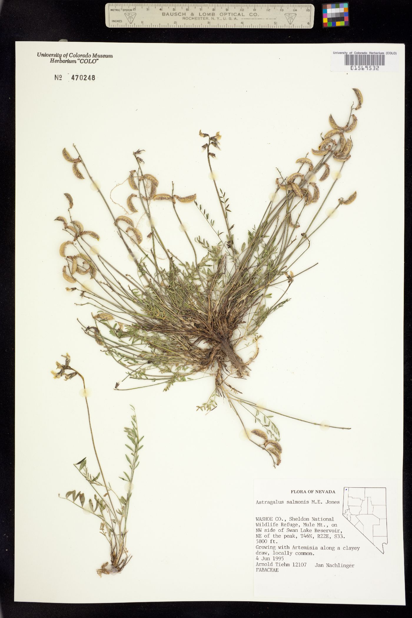 Astragalus salmonis image