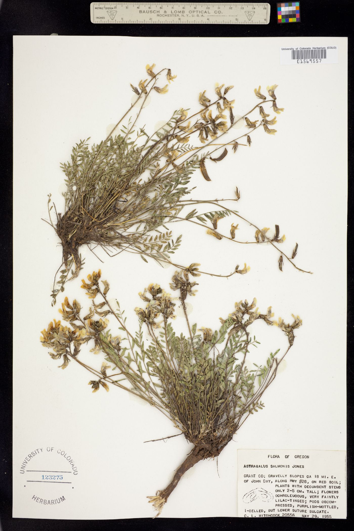 Astragalus salmonis image