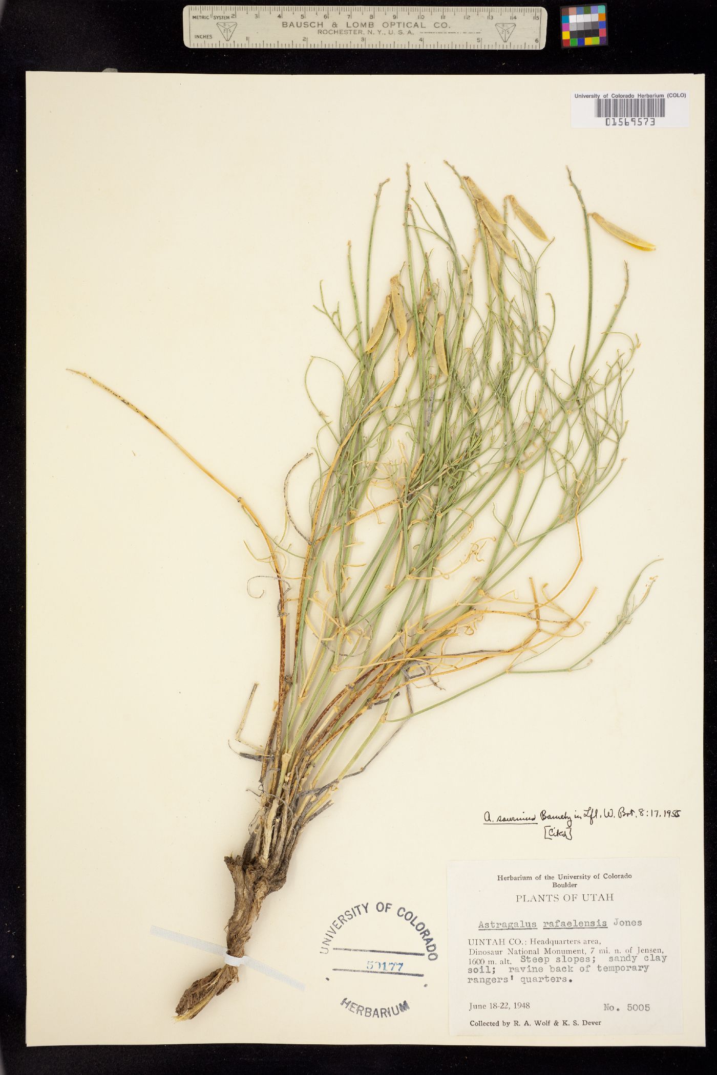 Astragalus saurinus image