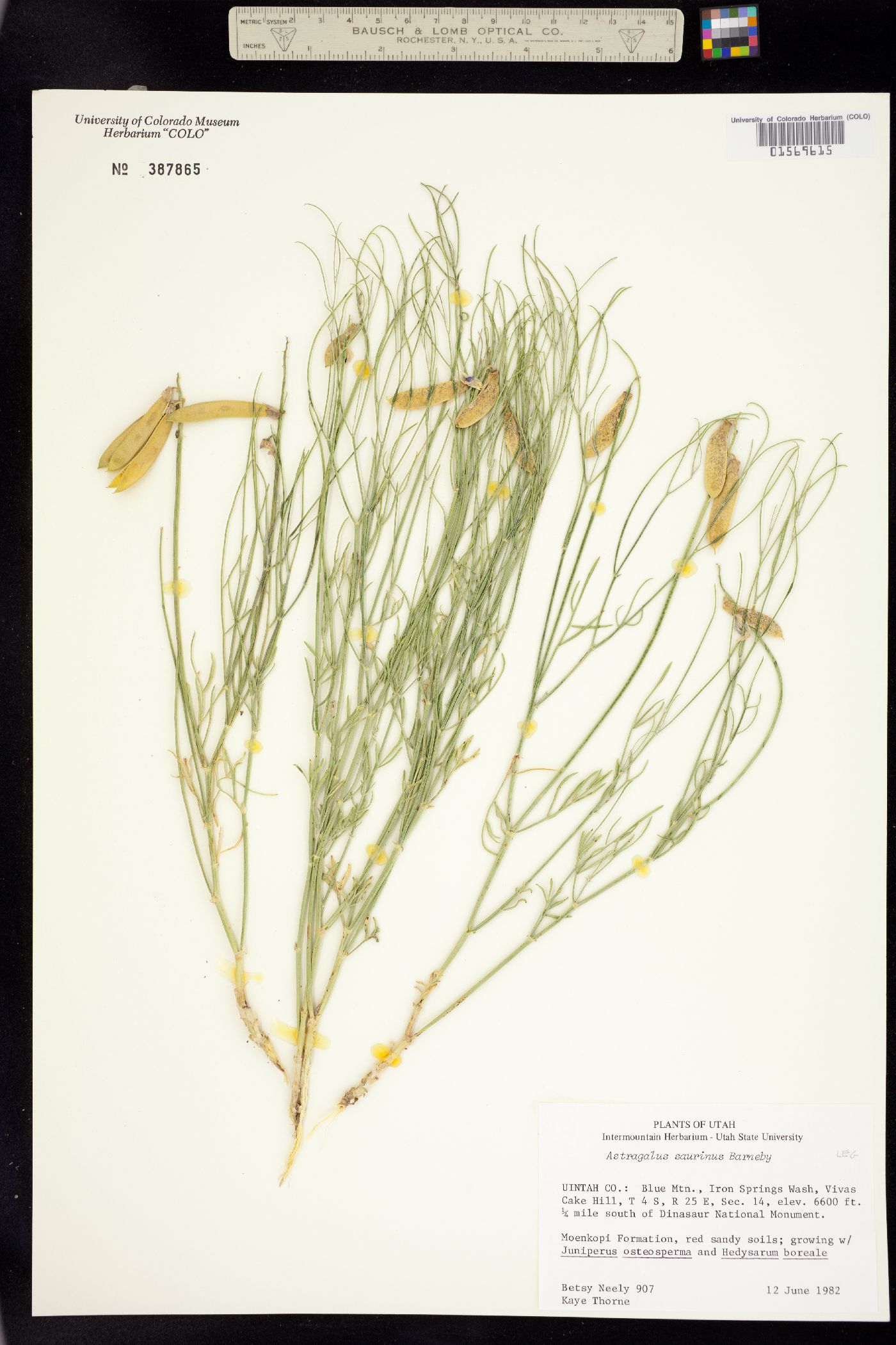 Astragalus saurinus image
