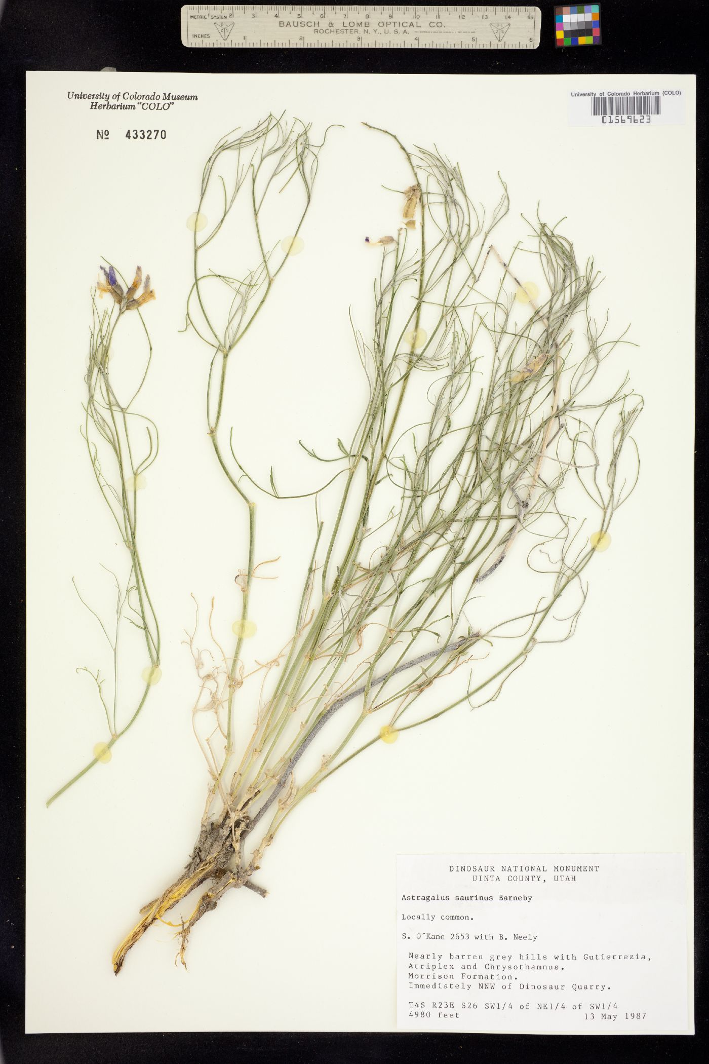 Astragalus saurinus image