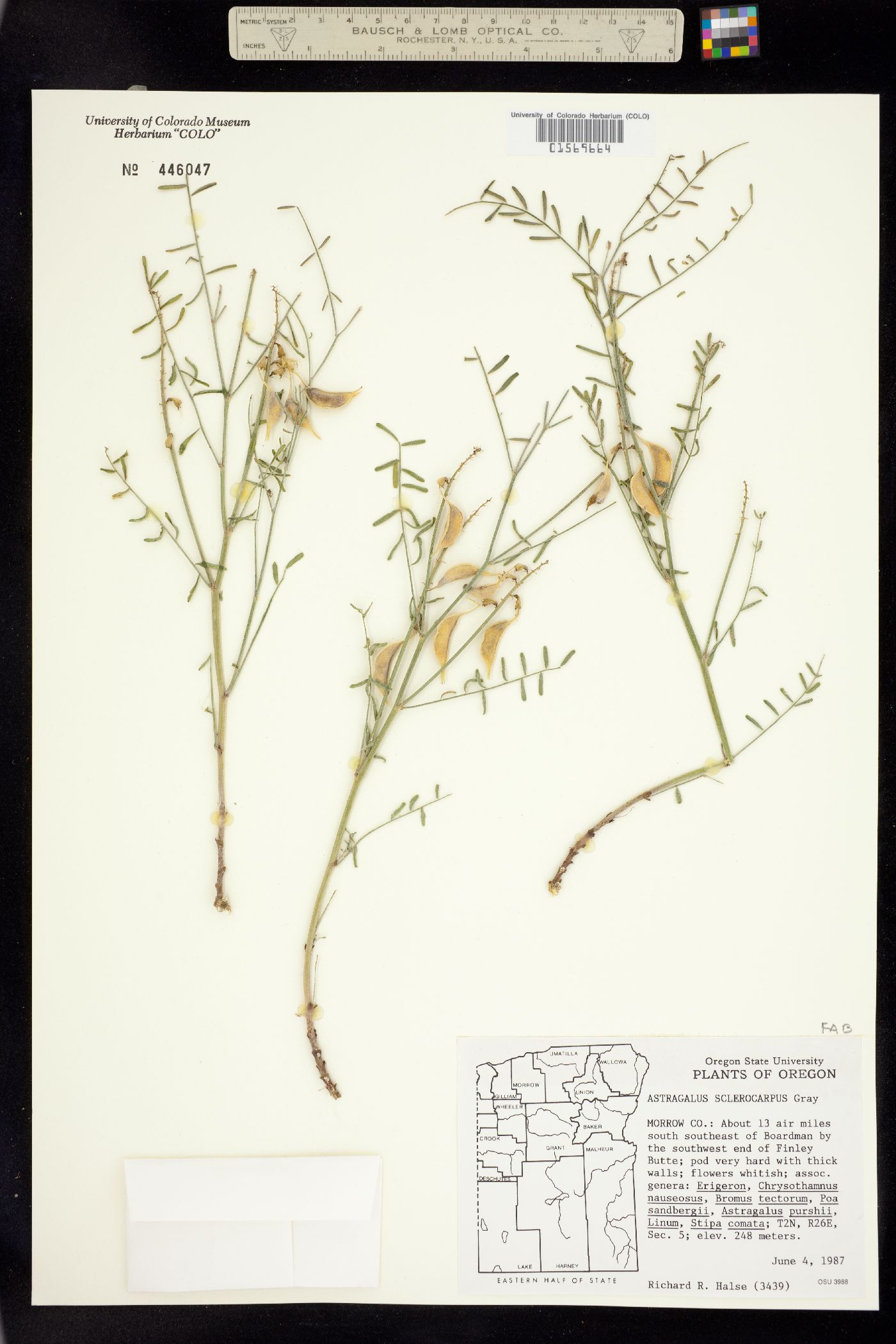 Astragalus sclerocarpus image