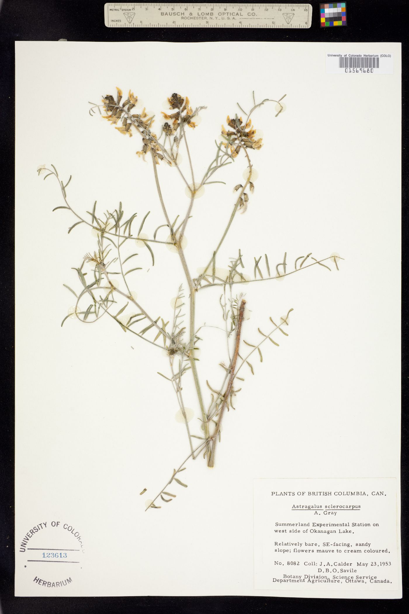 Astragalus sclerocarpus image