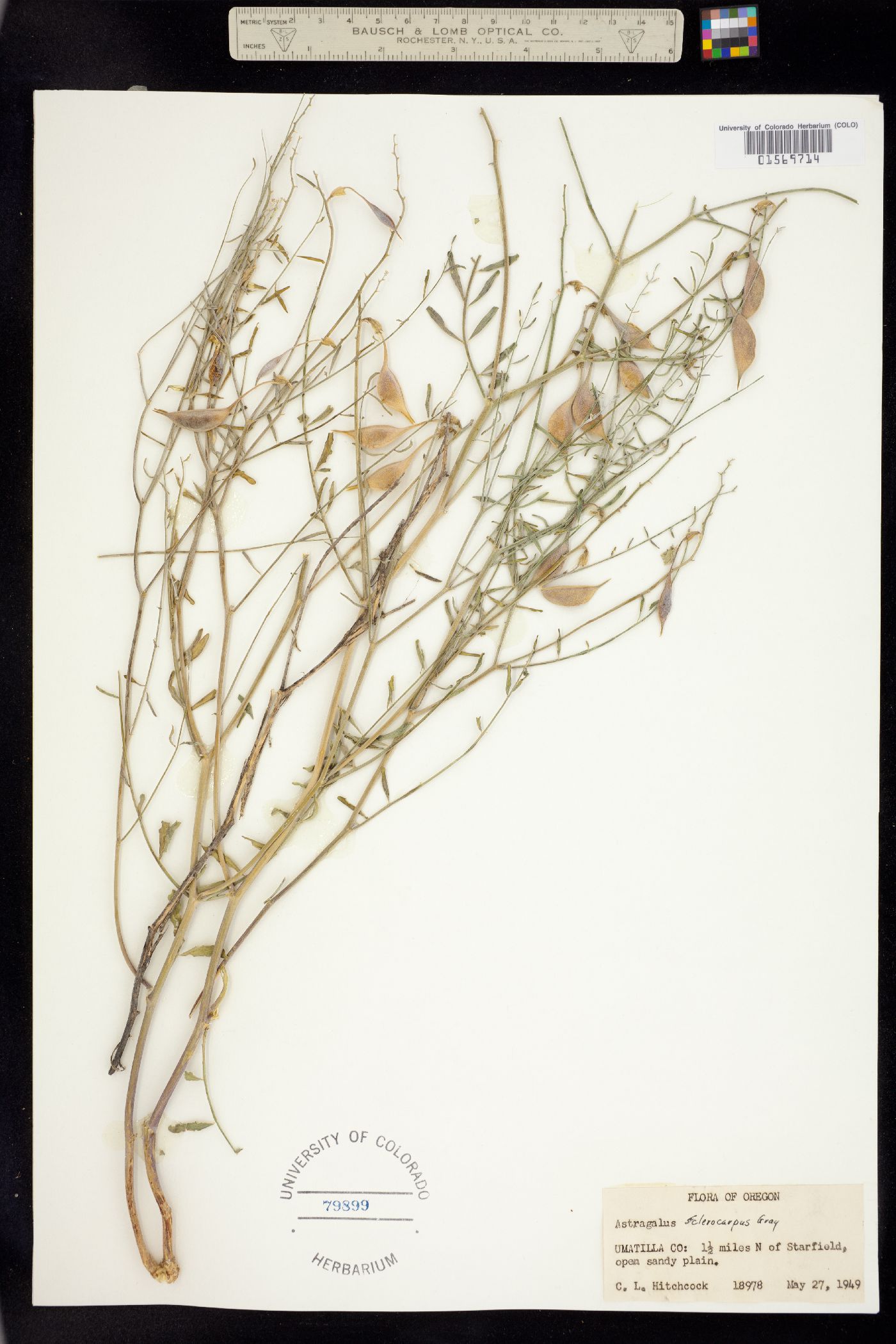 Astragalus sclerocarpus image