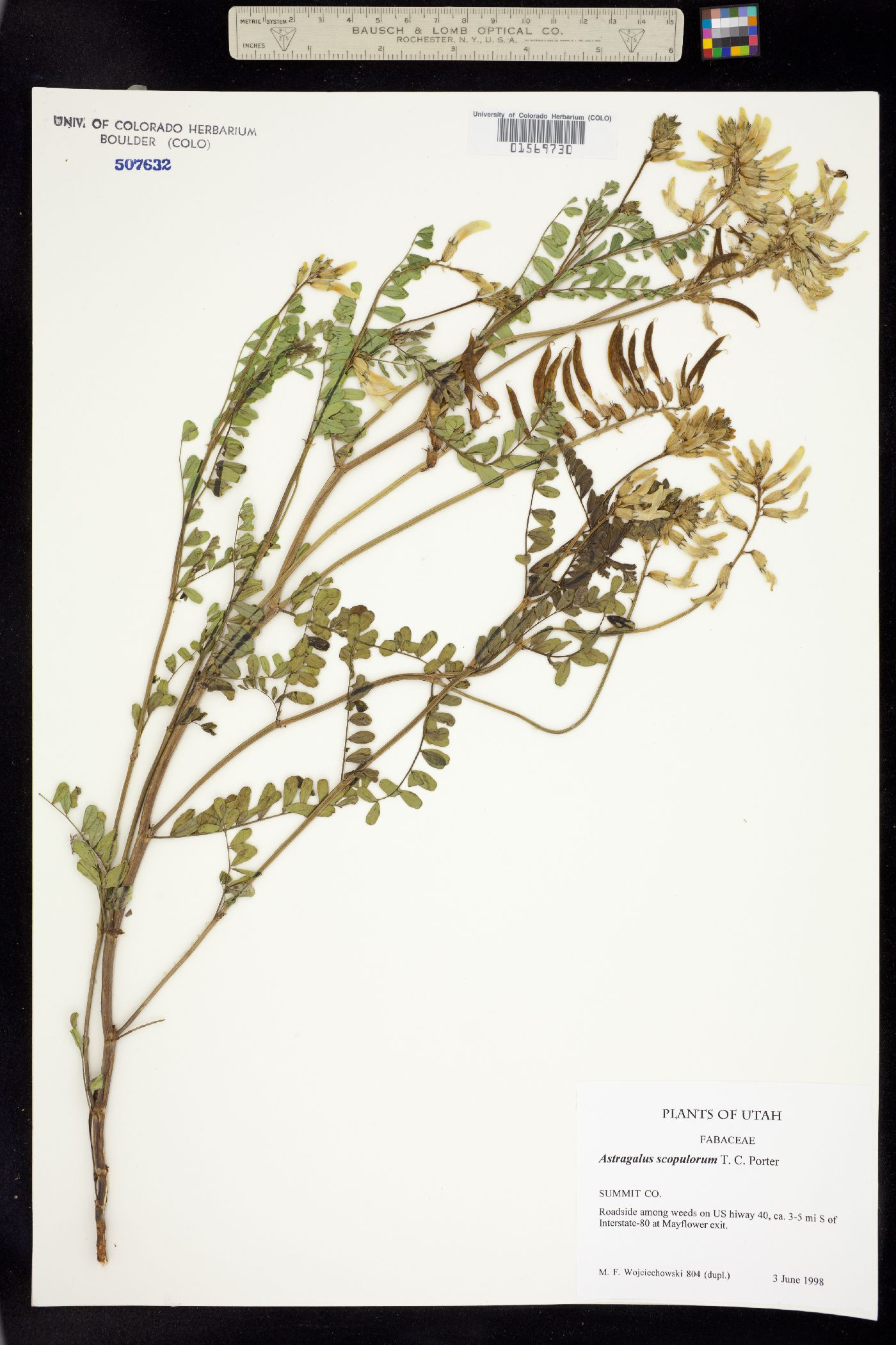 Astragalus scopulorum image