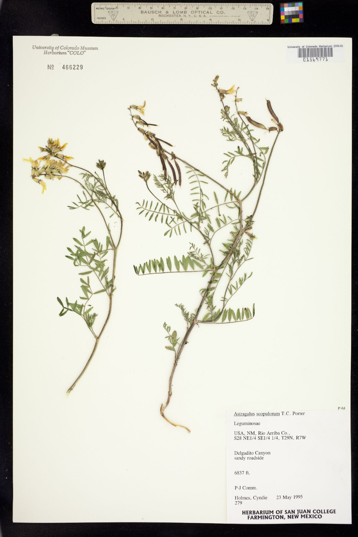 Astragalus scopulorum image