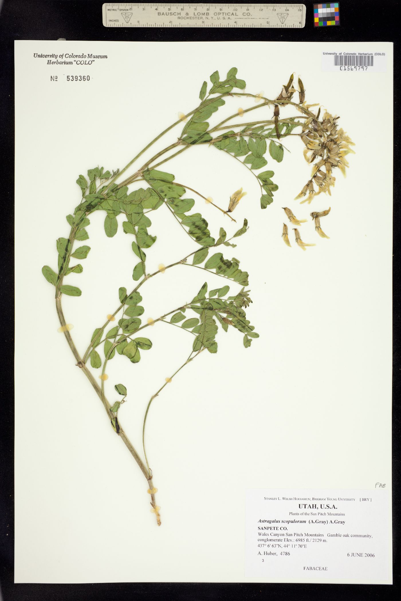 Astragalus scopulorum image