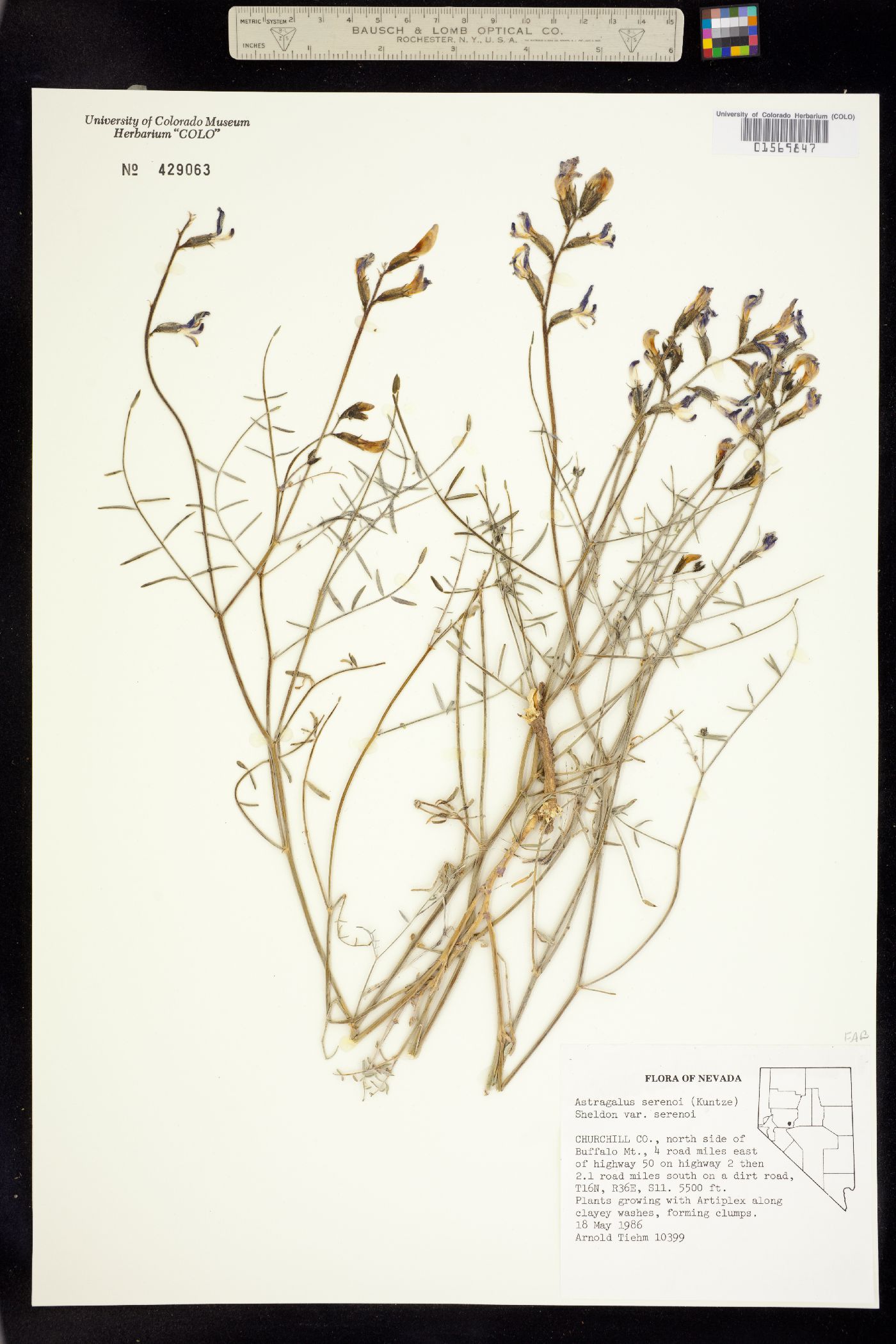 Astragalus serenoi image