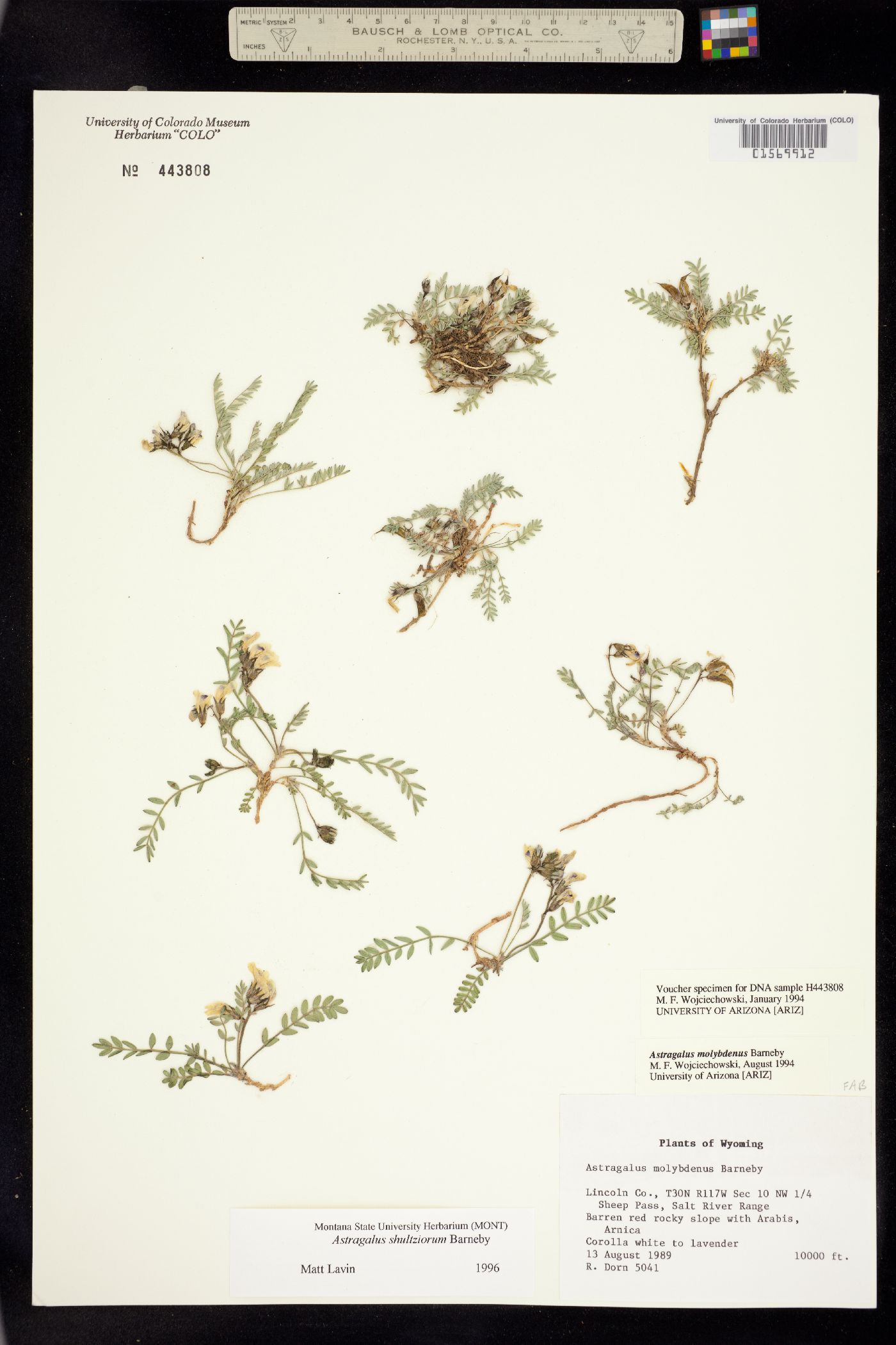 Astragalus molybdenus image