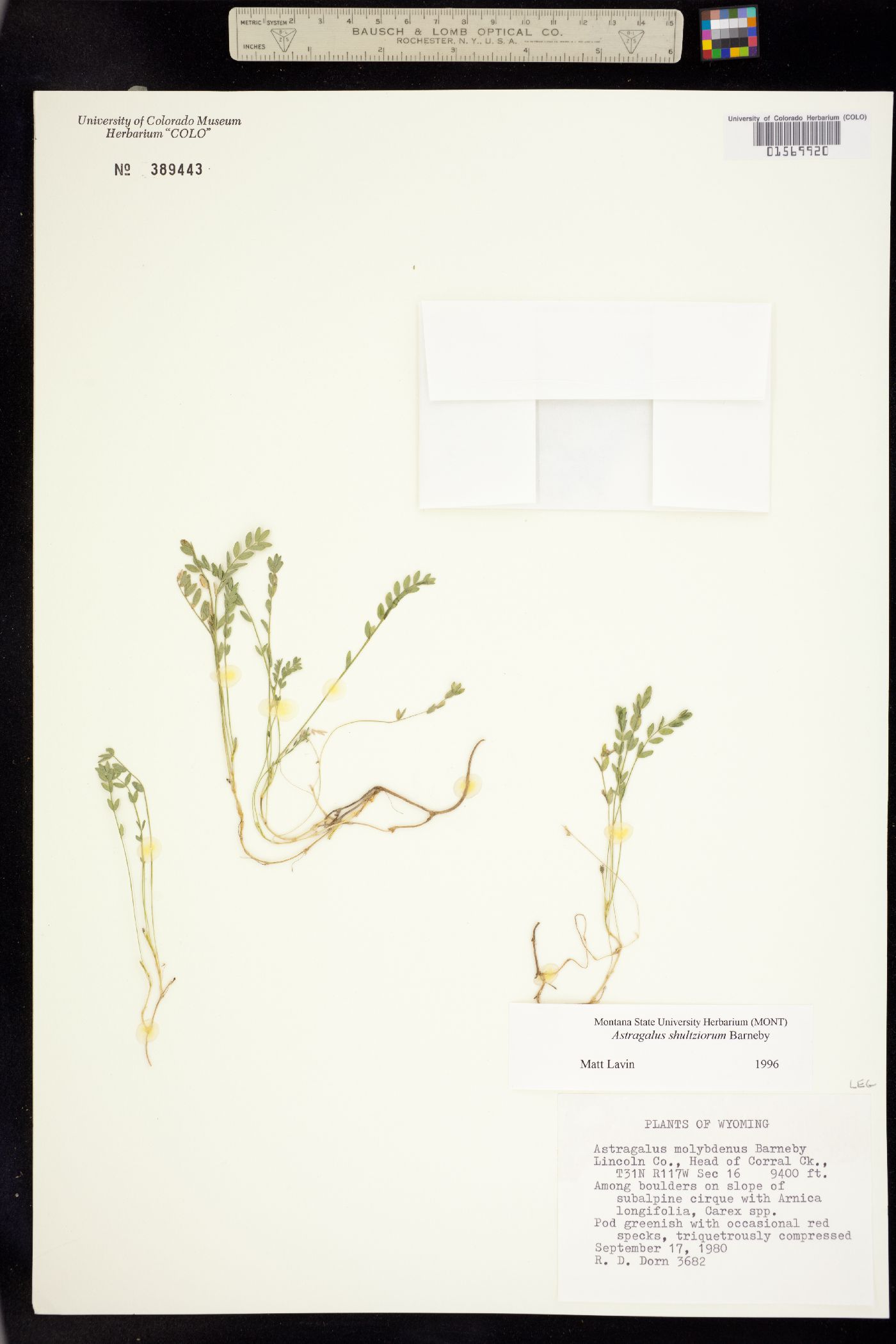 Astragalus molybdenus var. shultziorum image