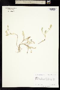 Astragalus molybdenus var. shultziorum image