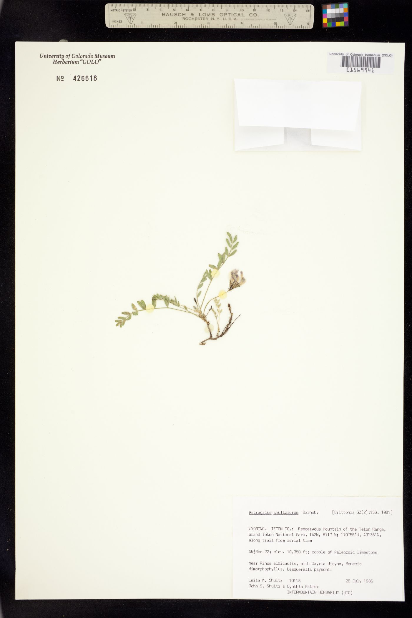 Astragalus molybdenus var. shultziorum image