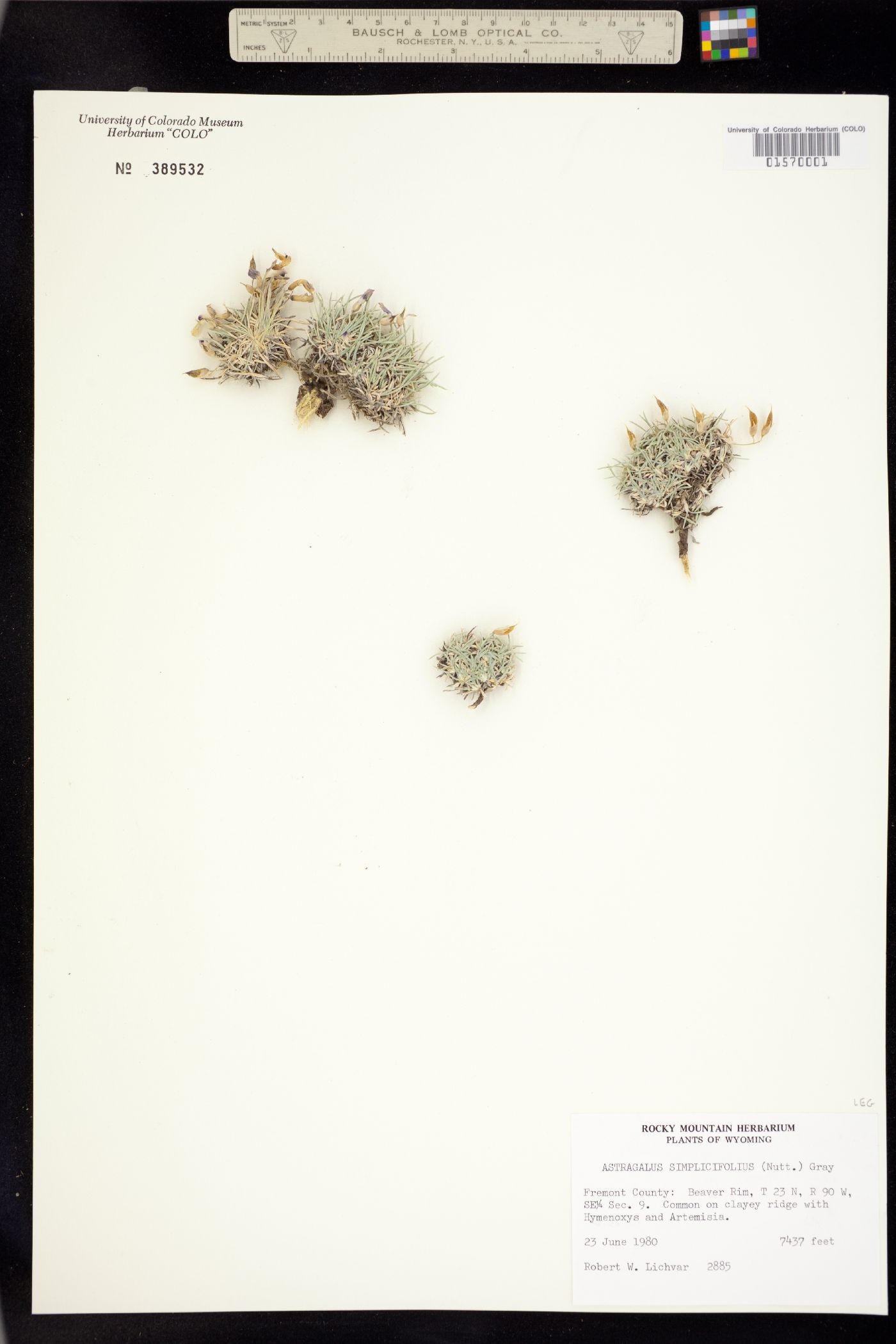 Astragalus simplicifolius image