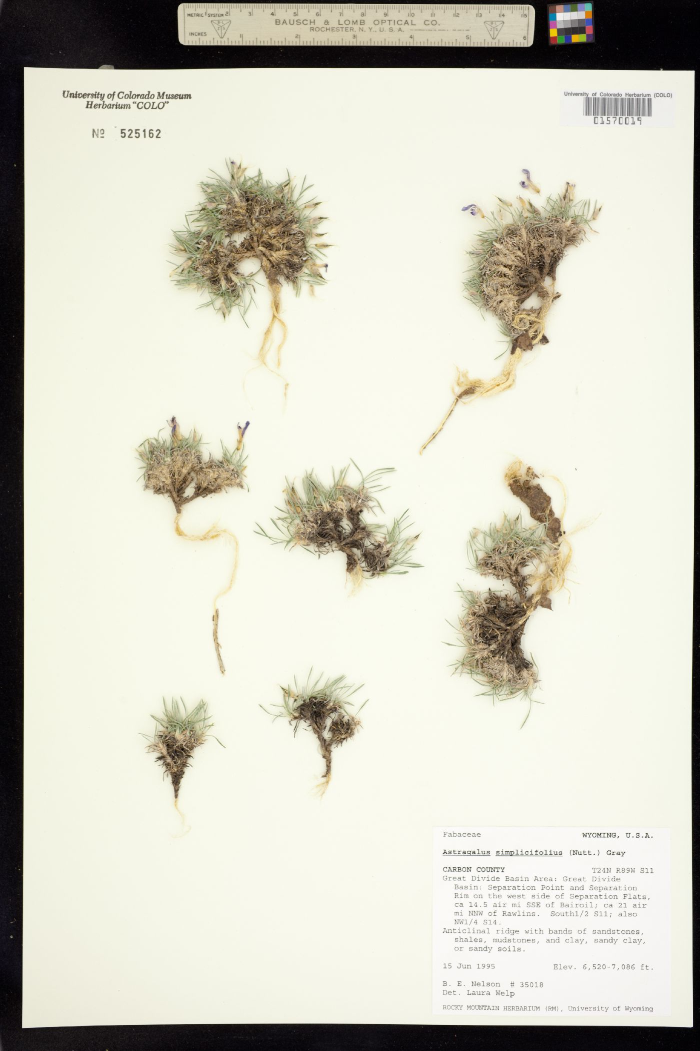 Astragalus simplicifolius image