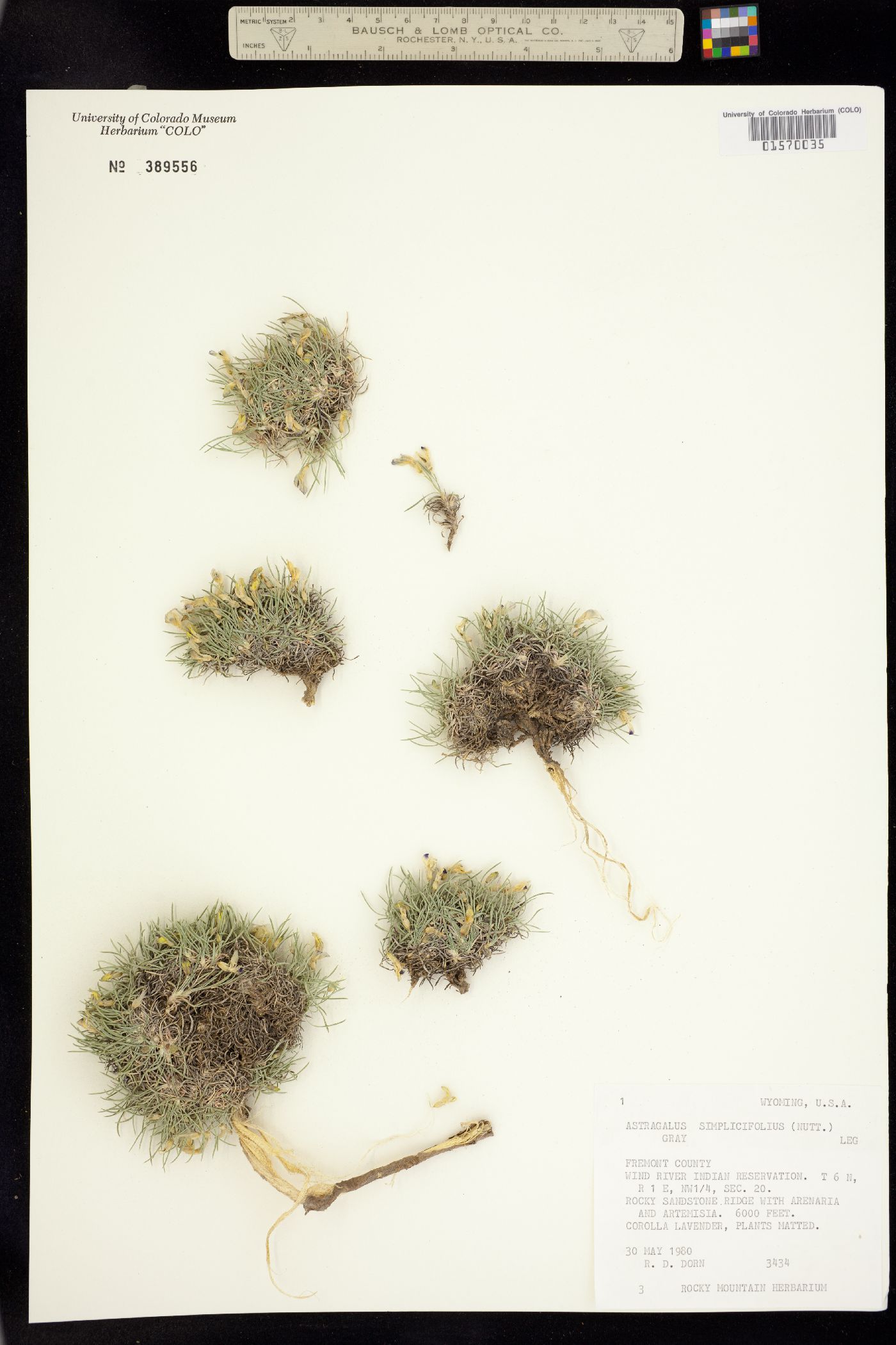 Astragalus simplicifolius image