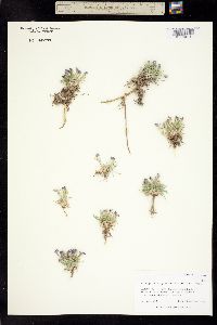 Astragalus simplicifolius image