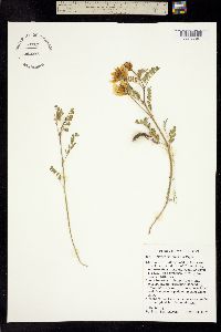 Astragalus sinuatus image