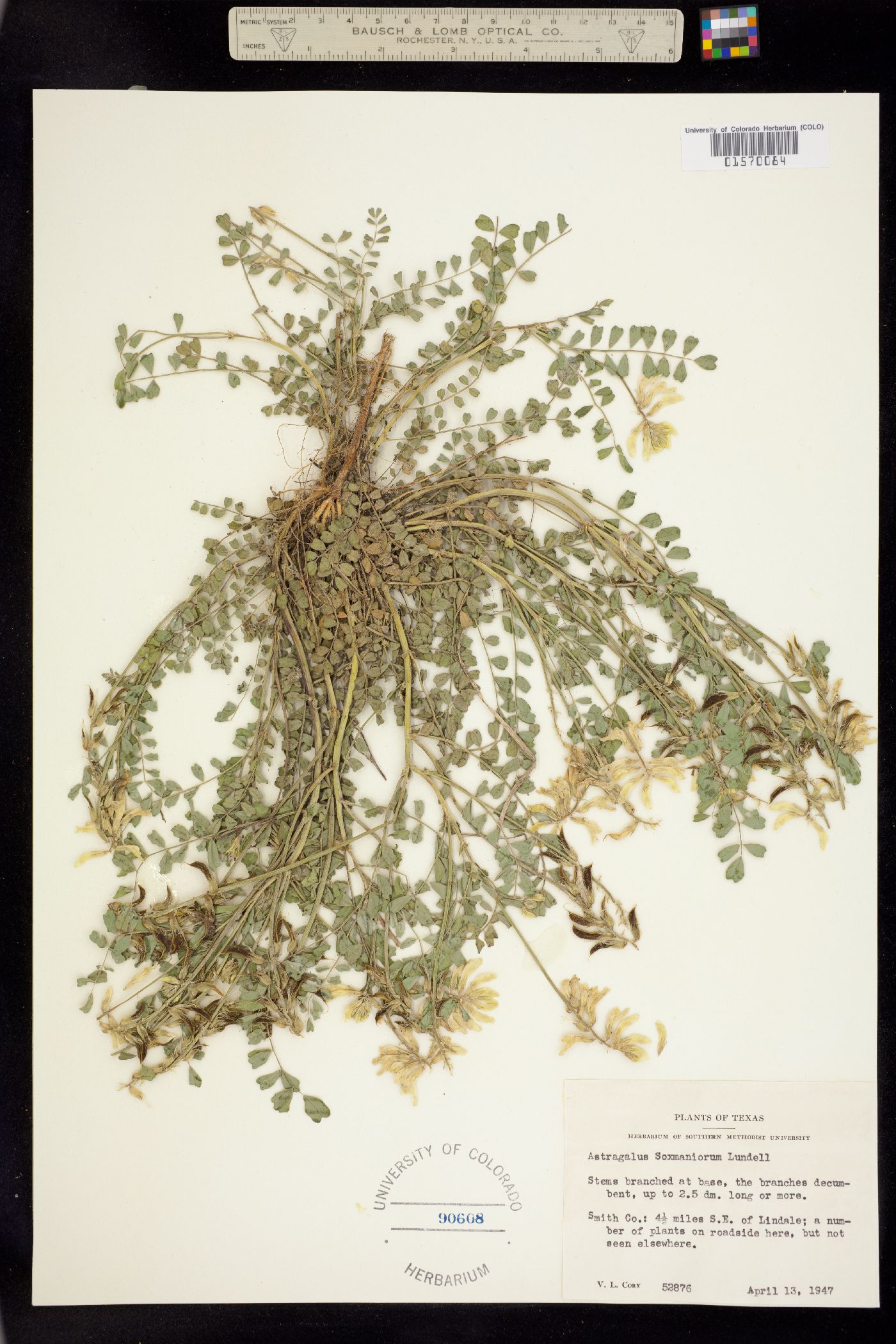 Astragalus soxmaniorum image