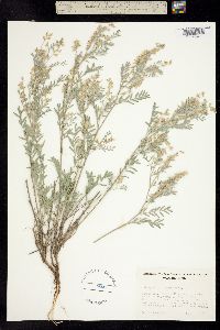 Astragalus spaldingii image