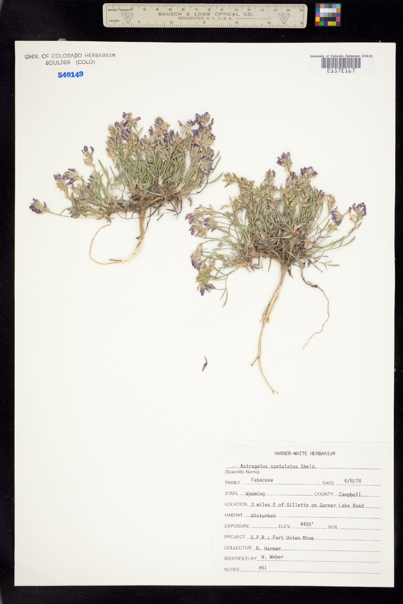 Astragalus spatulatus image