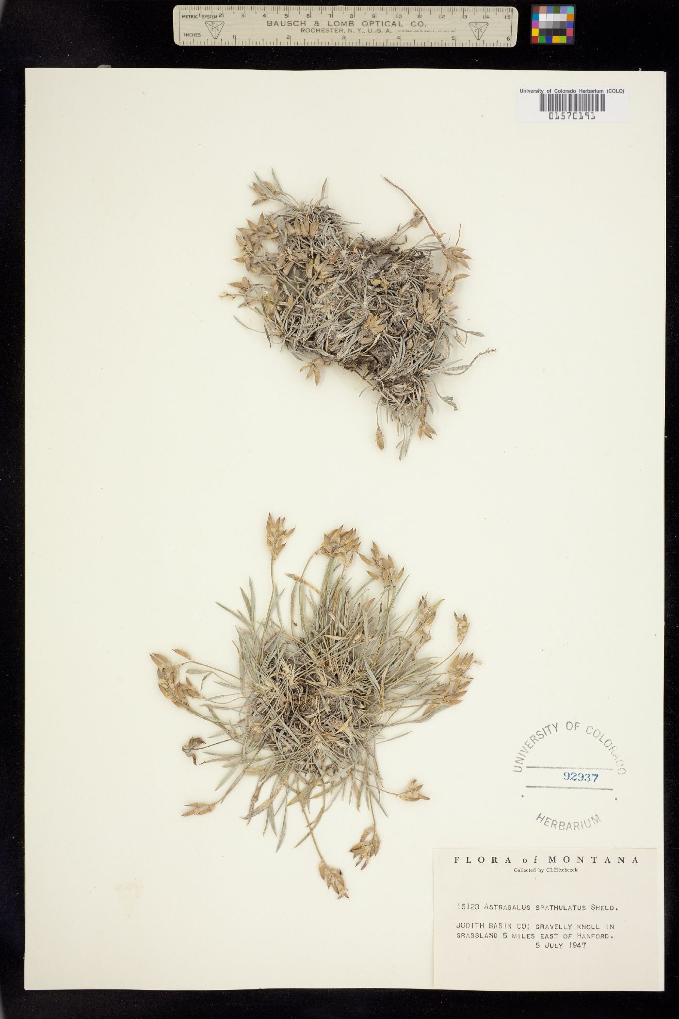 Astragalus spatulatus image