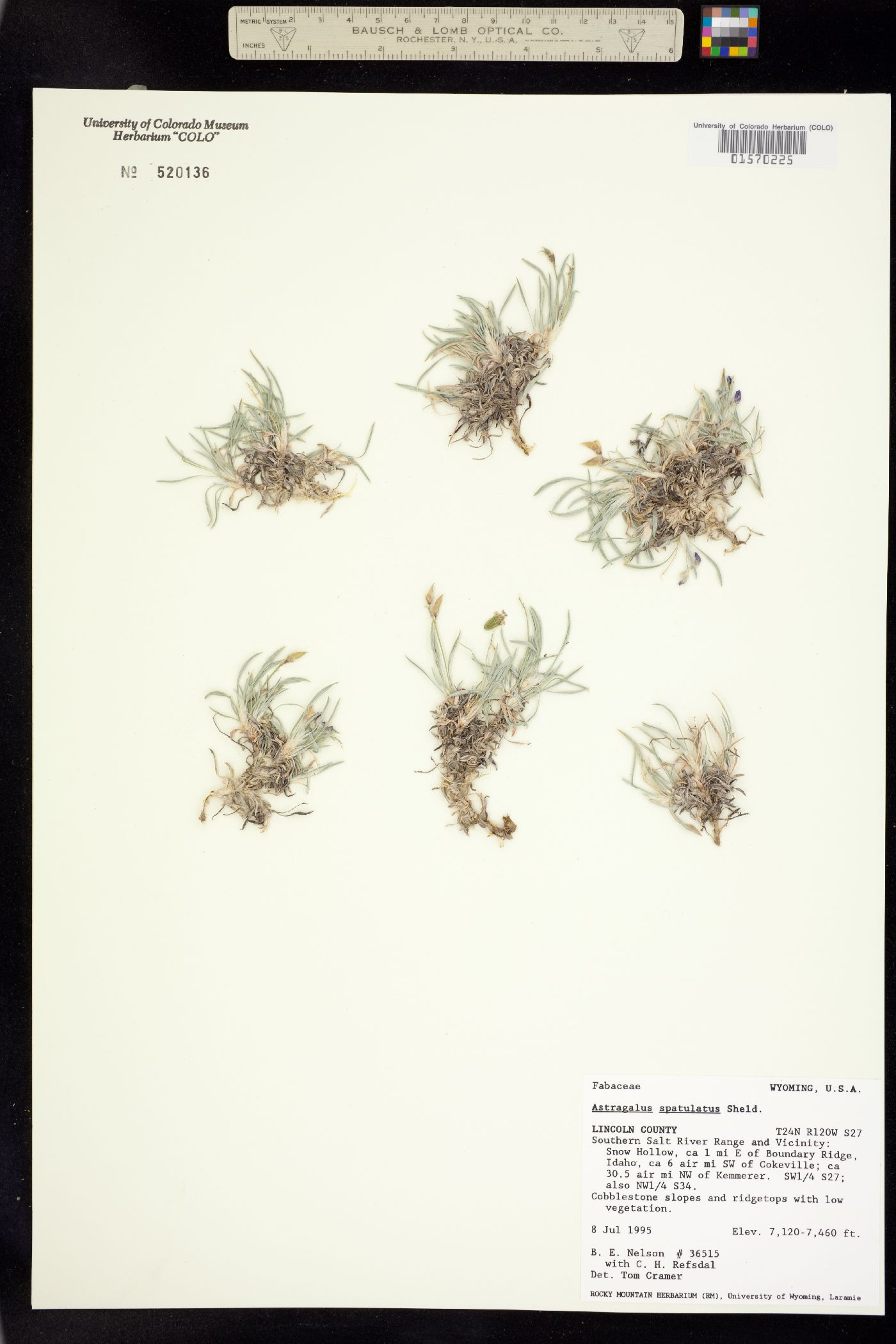 Astragalus spatulatus image