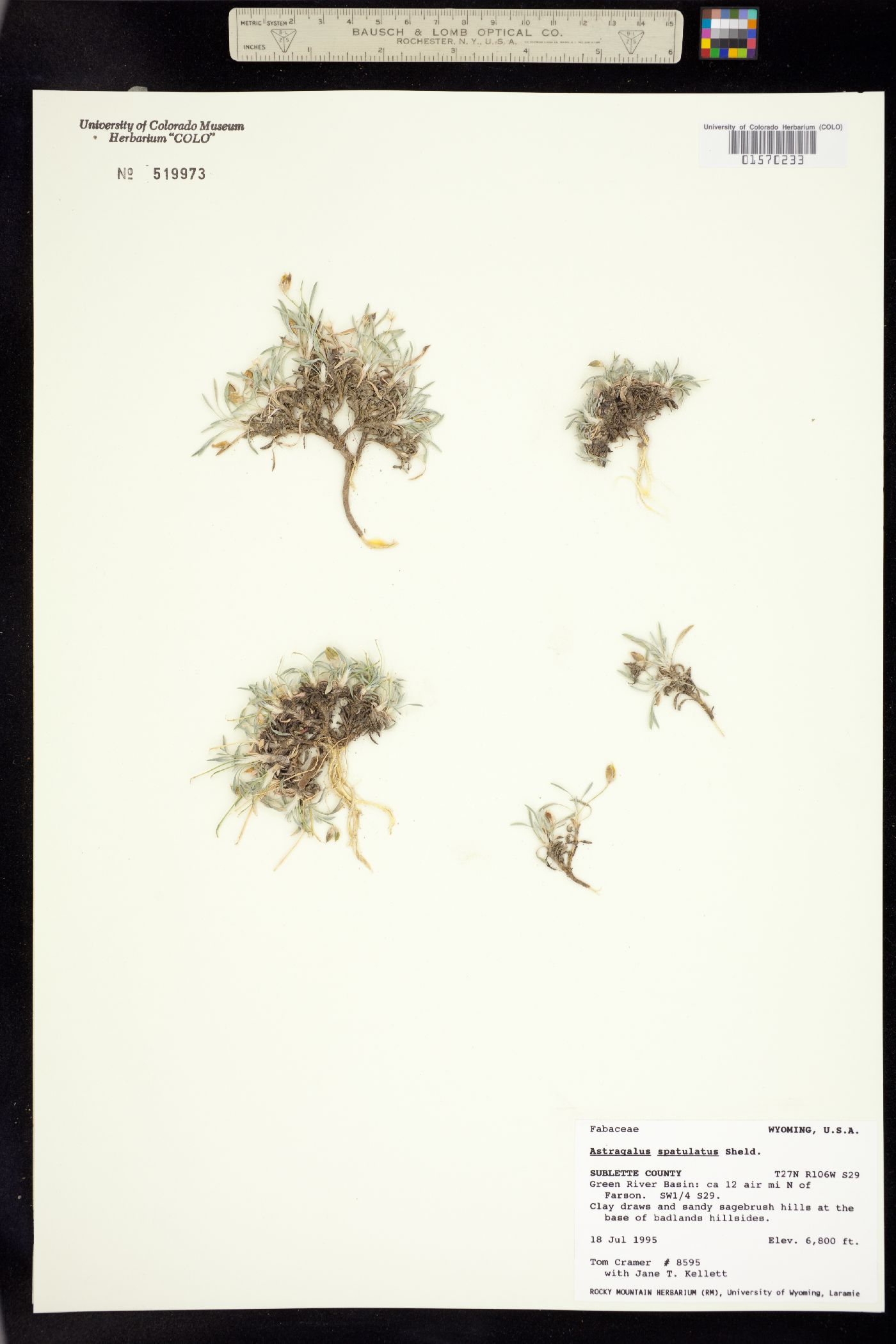 Astragalus spatulatus image