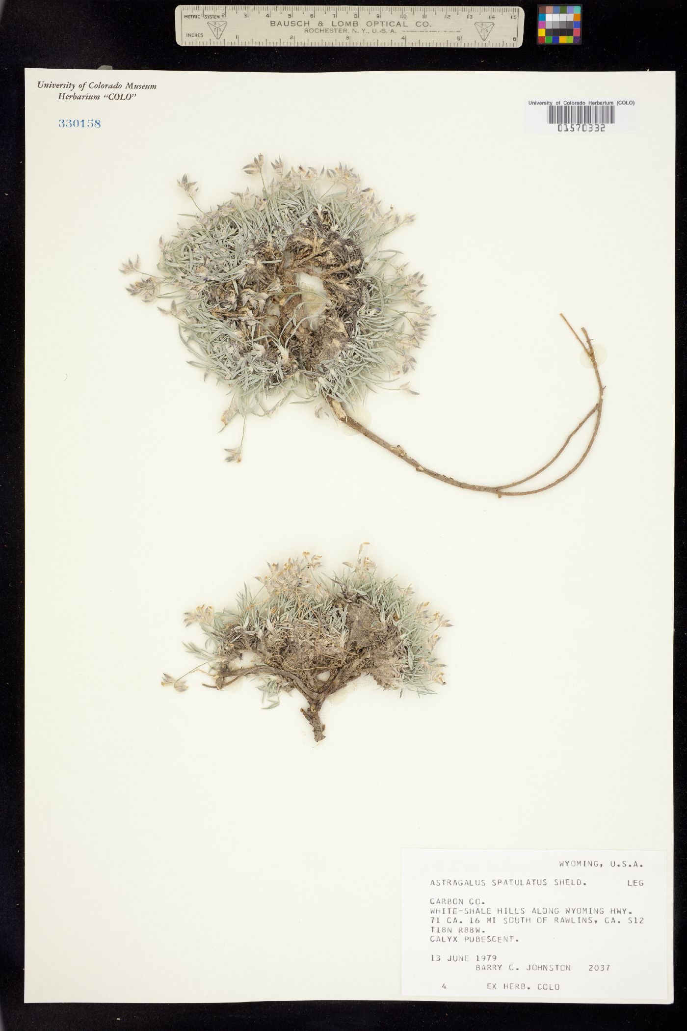 Astragalus spatulatus image