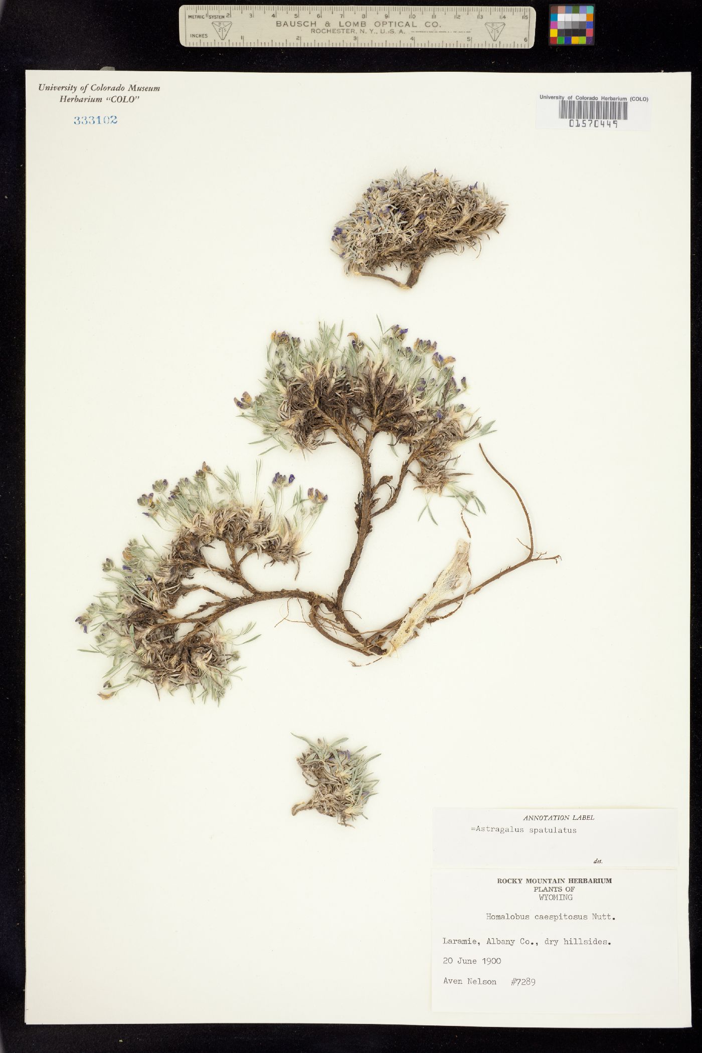 Astragalus spatulatus image