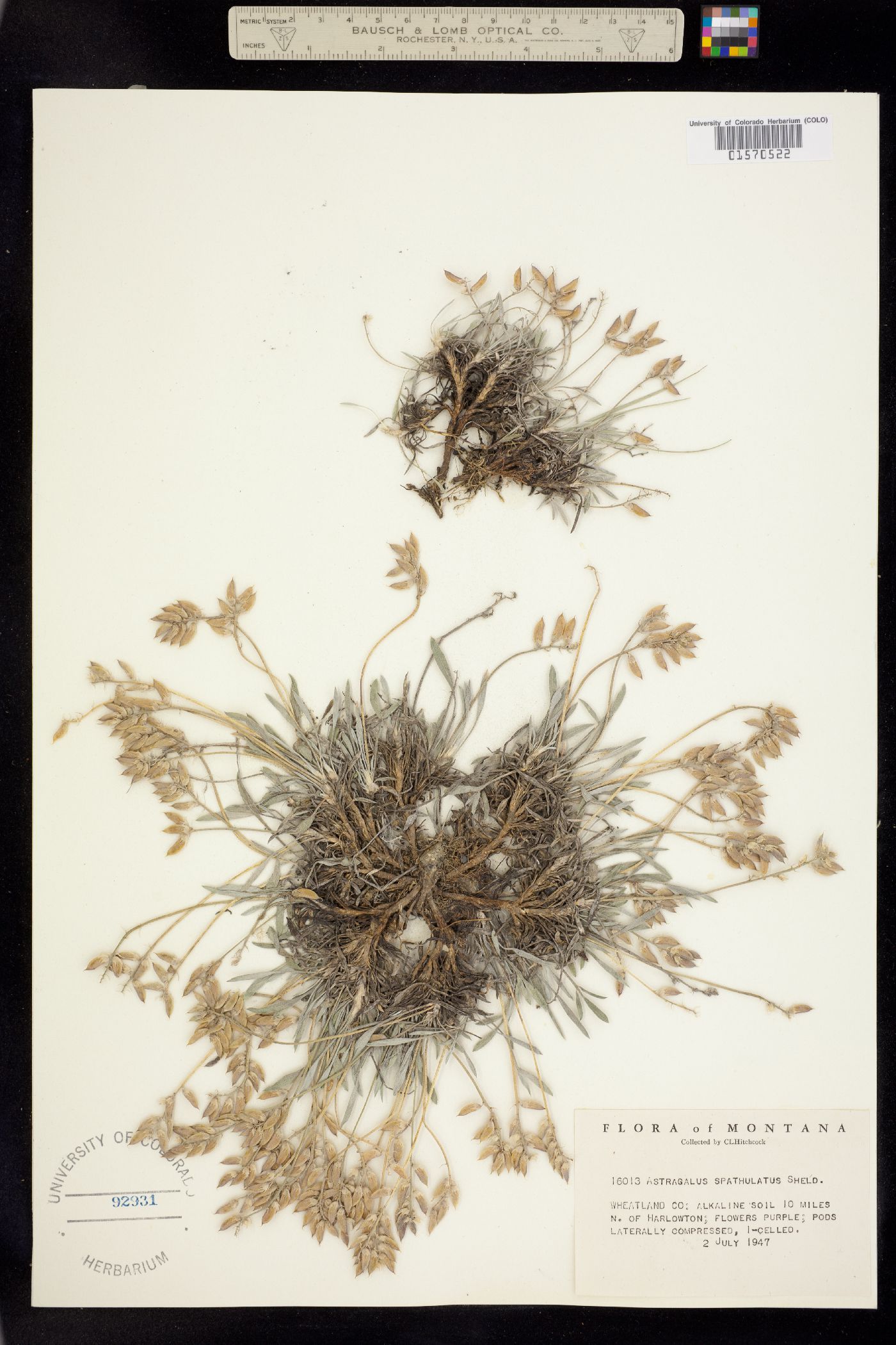 Astragalus spatulatus image