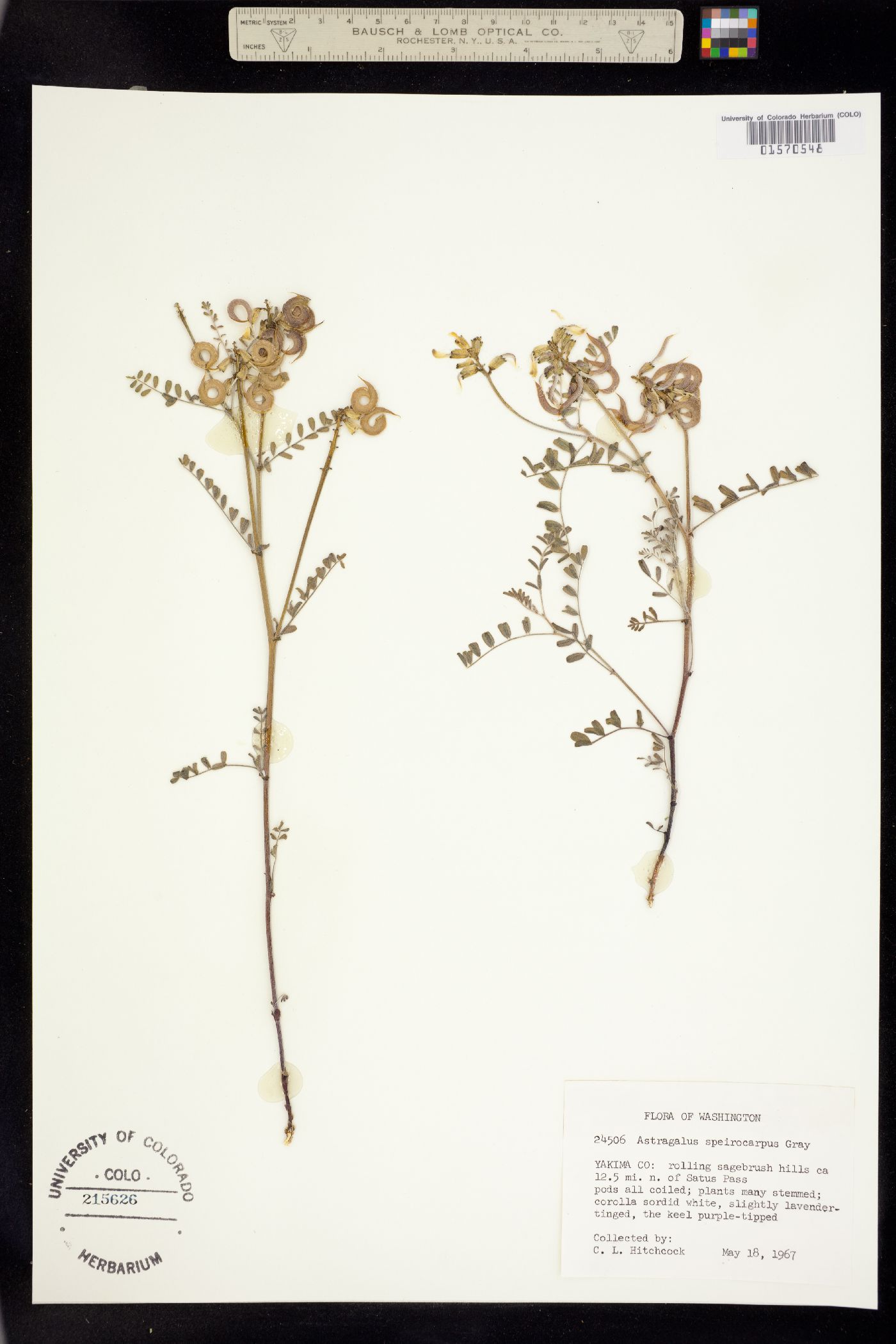 Astragalus speirocarpus image