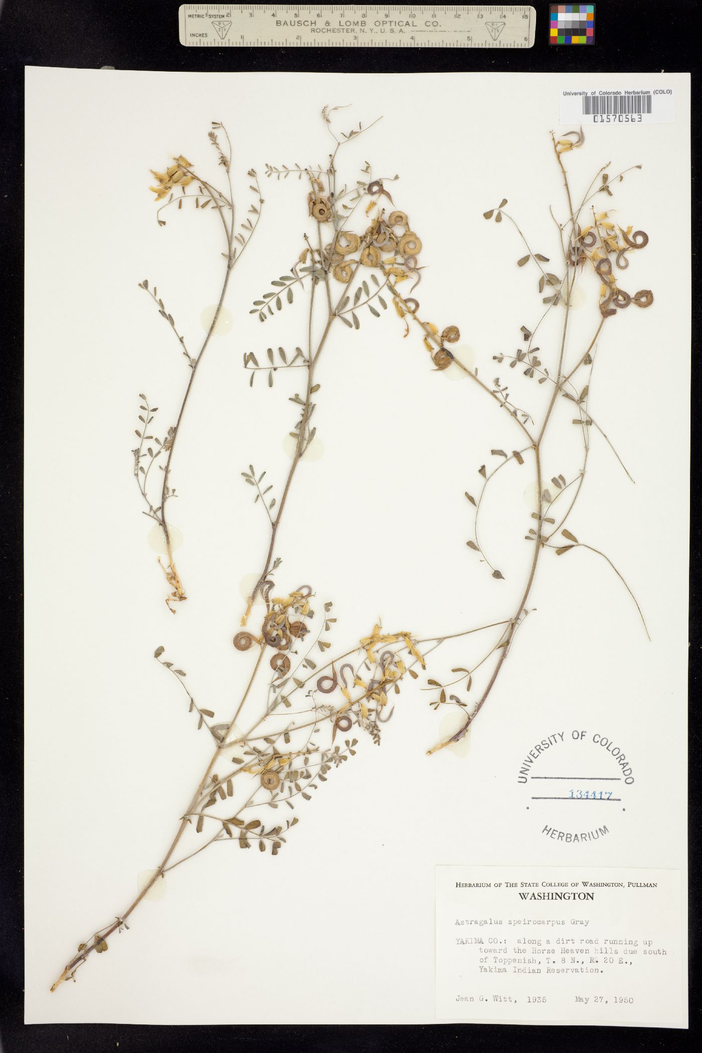 Astragalus speirocarpus image