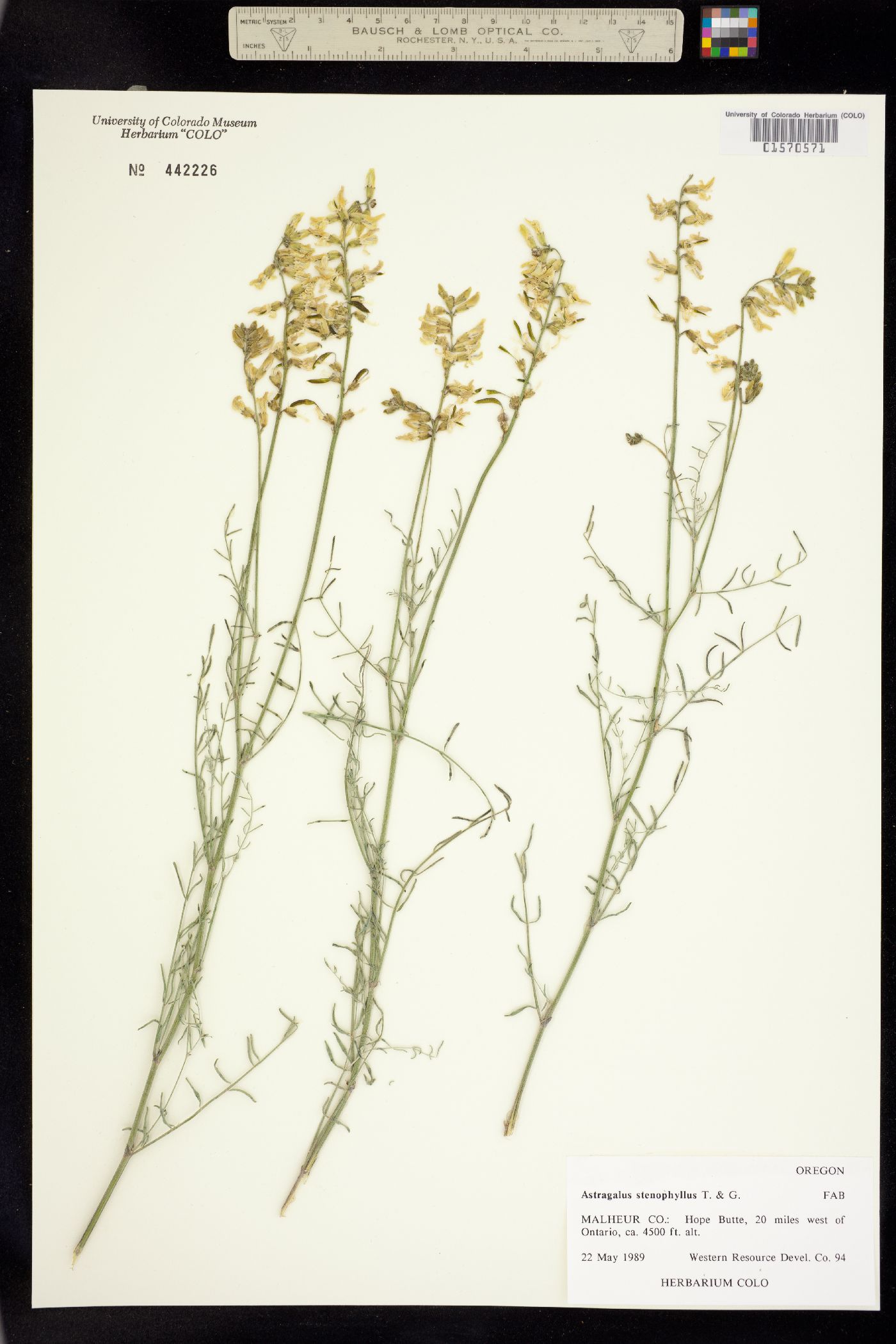 Astragalus filipes image