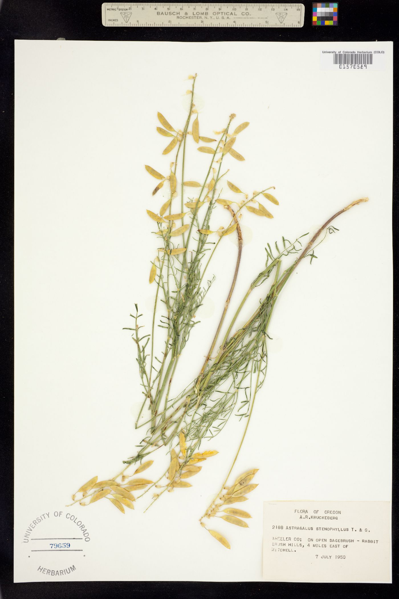 Astragalus filipes image