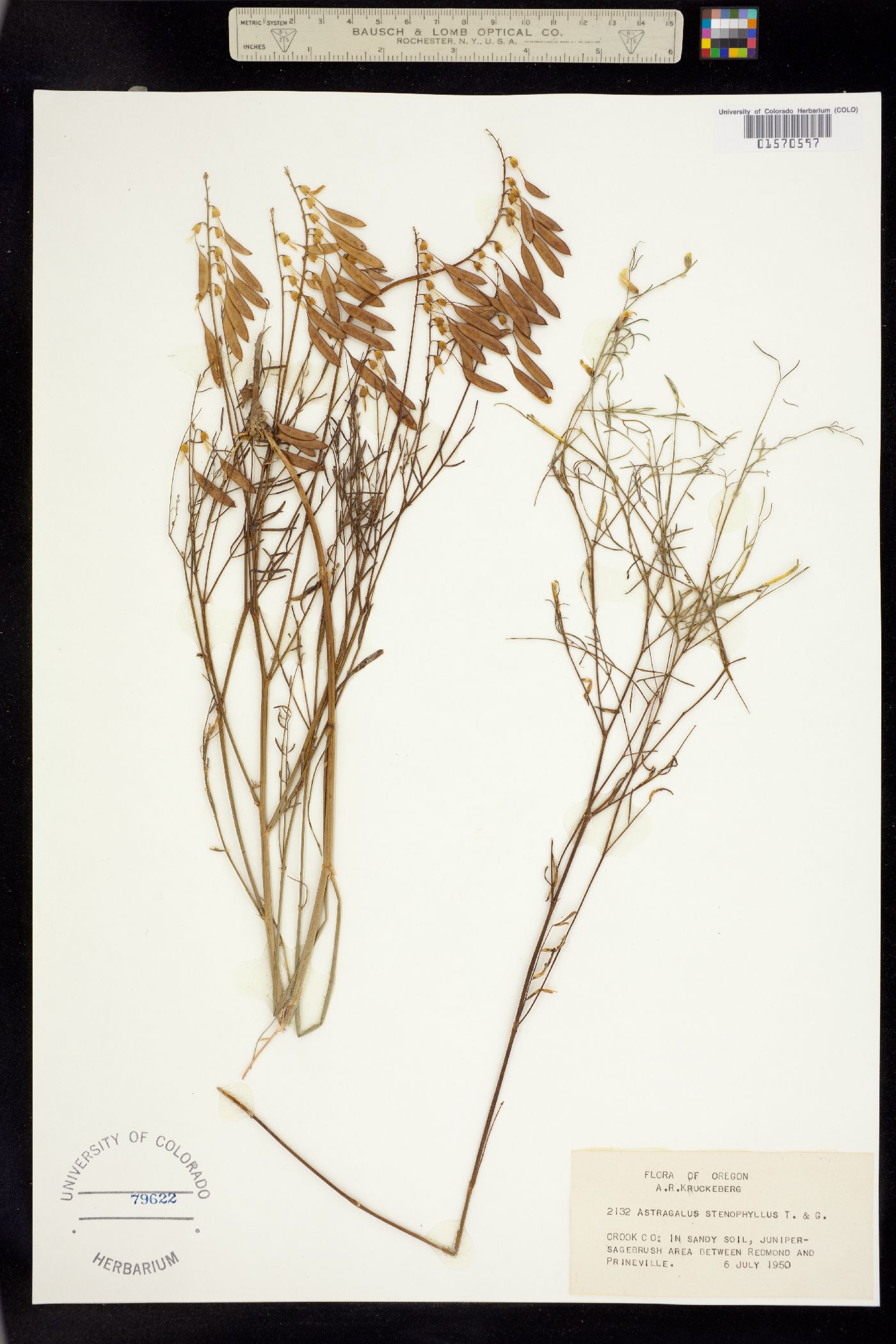 Astragalus filipes image