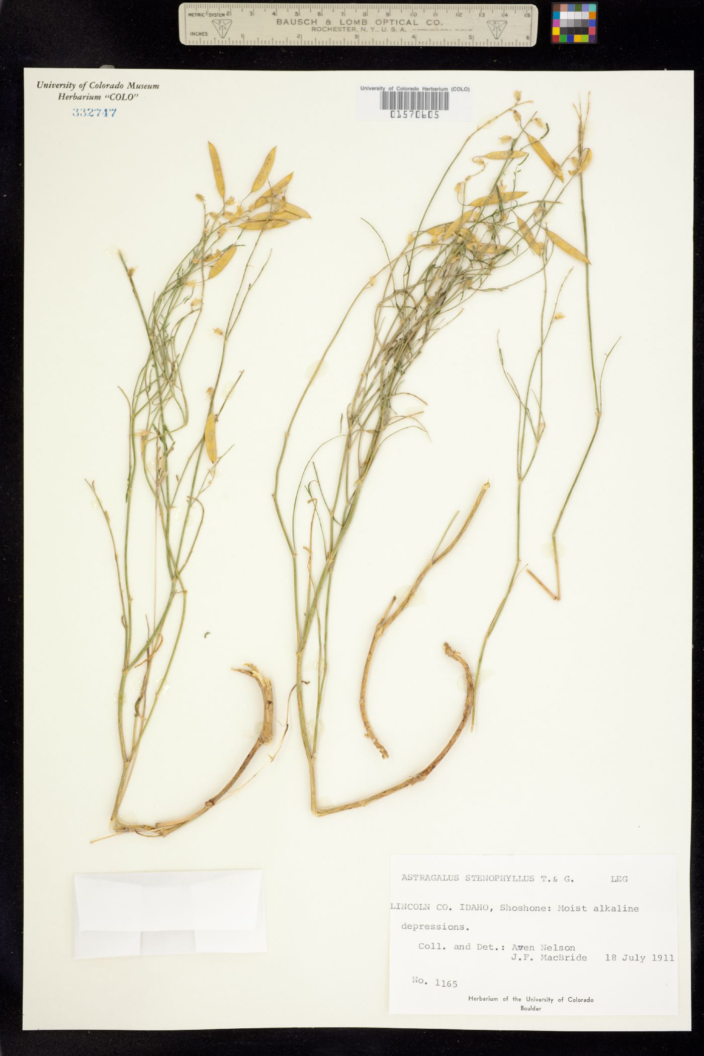Astragalus filipes image