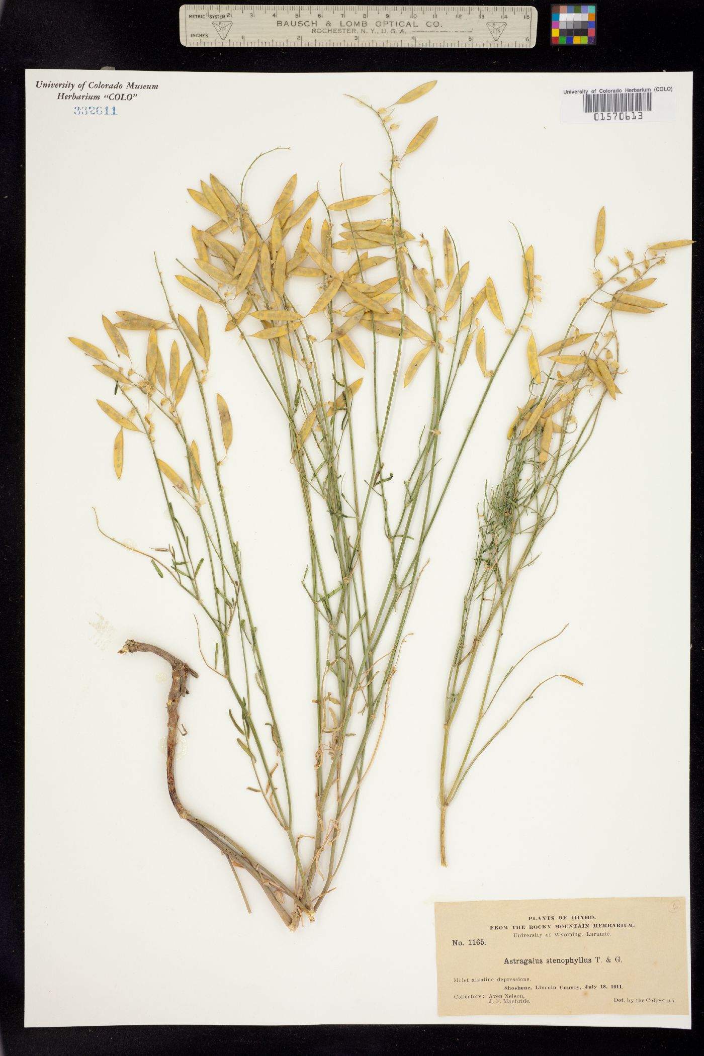 Astragalus filipes image