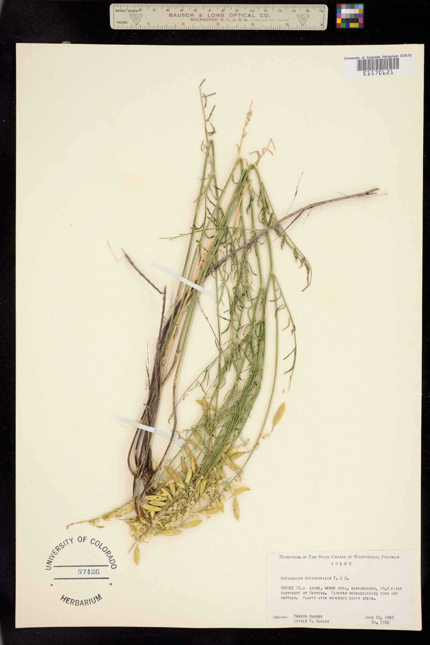 Astragalus filipes image