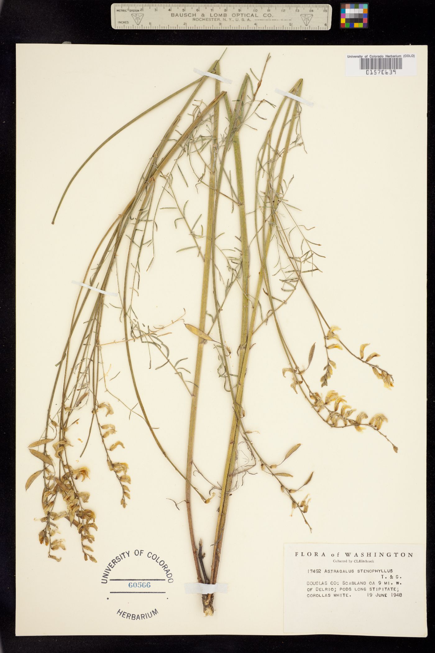 Astragalus filipes image