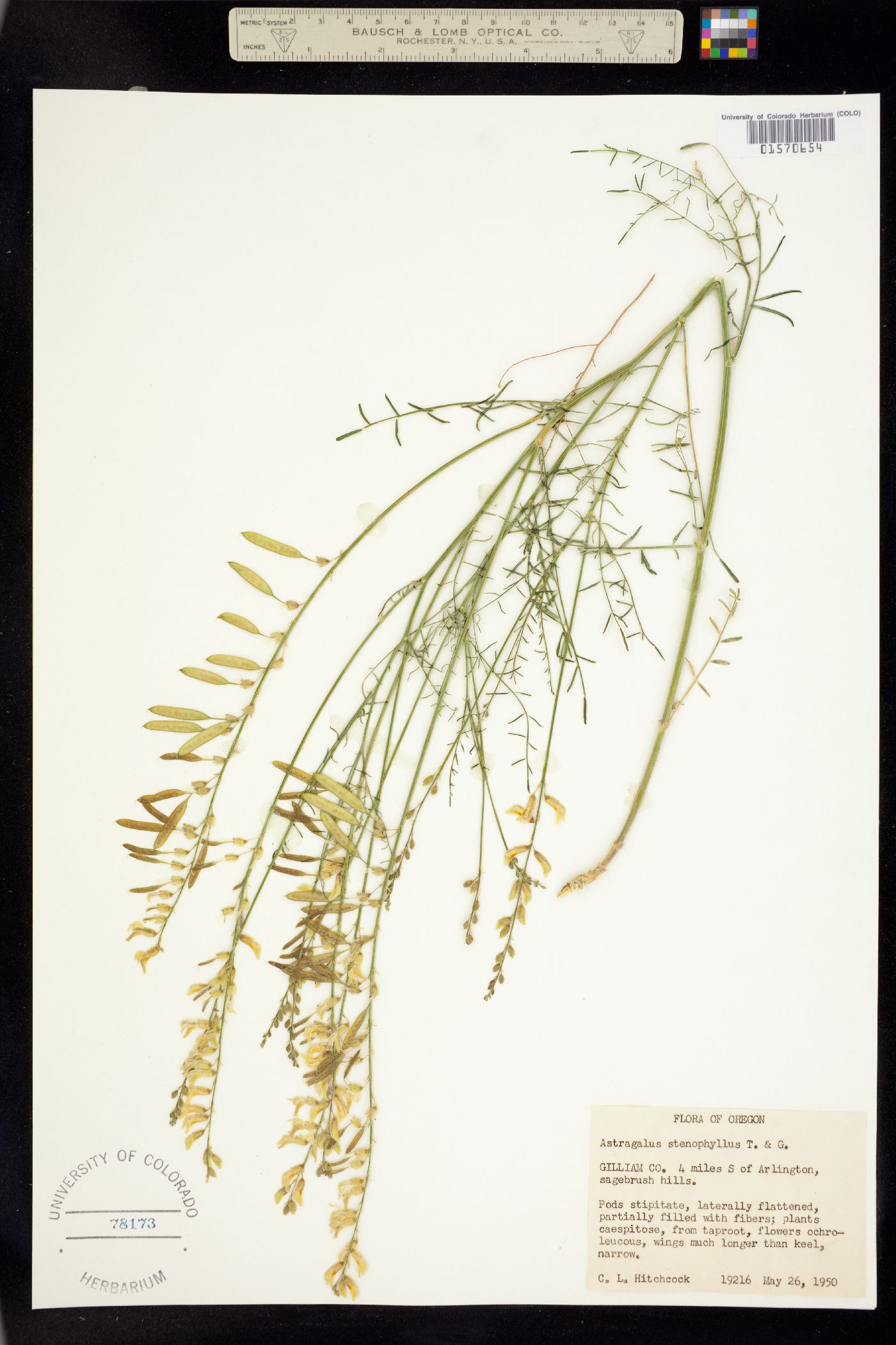 Astragalus filipes image