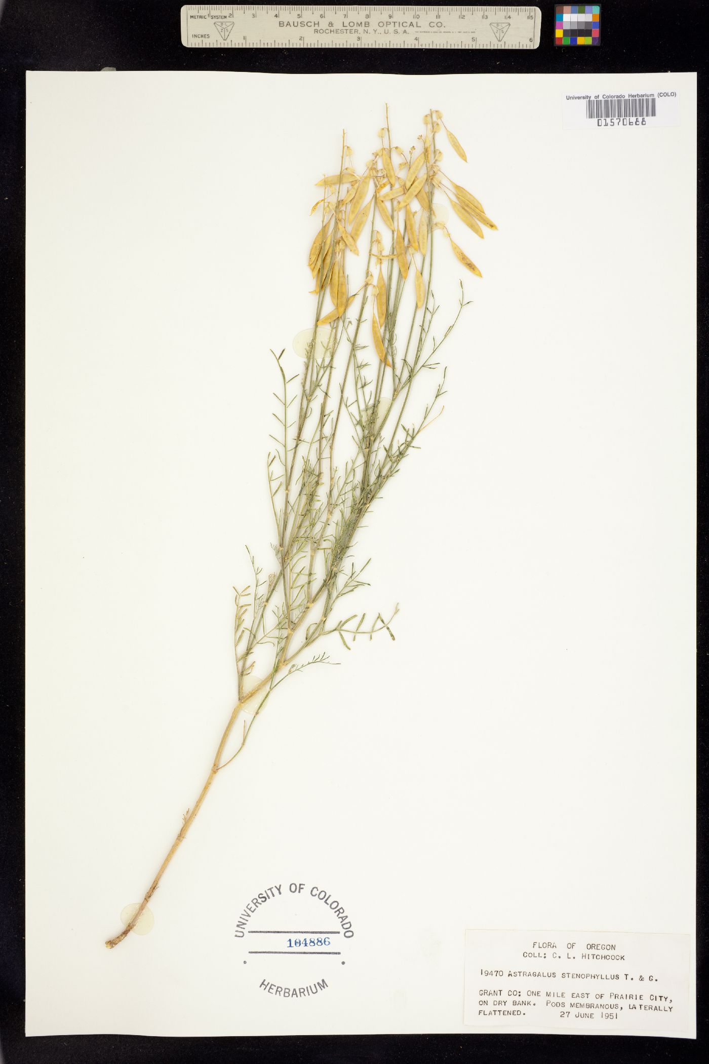 Astragalus filipes image